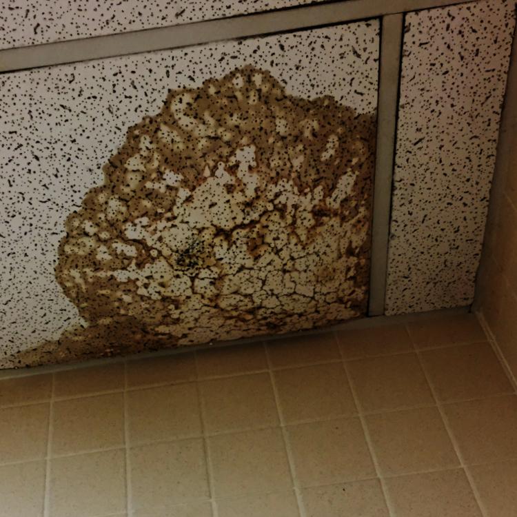 A leaky drop ceiling with a large, dirty water stain.