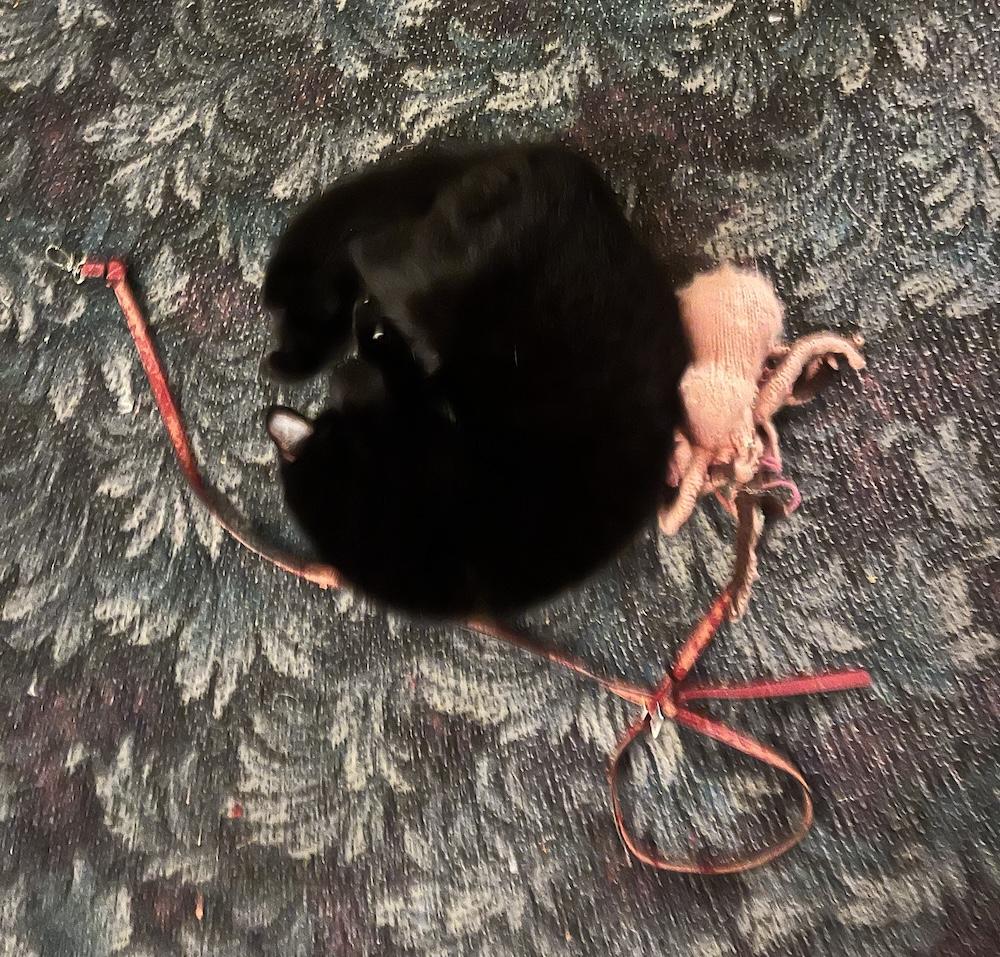 cat and her cat toy