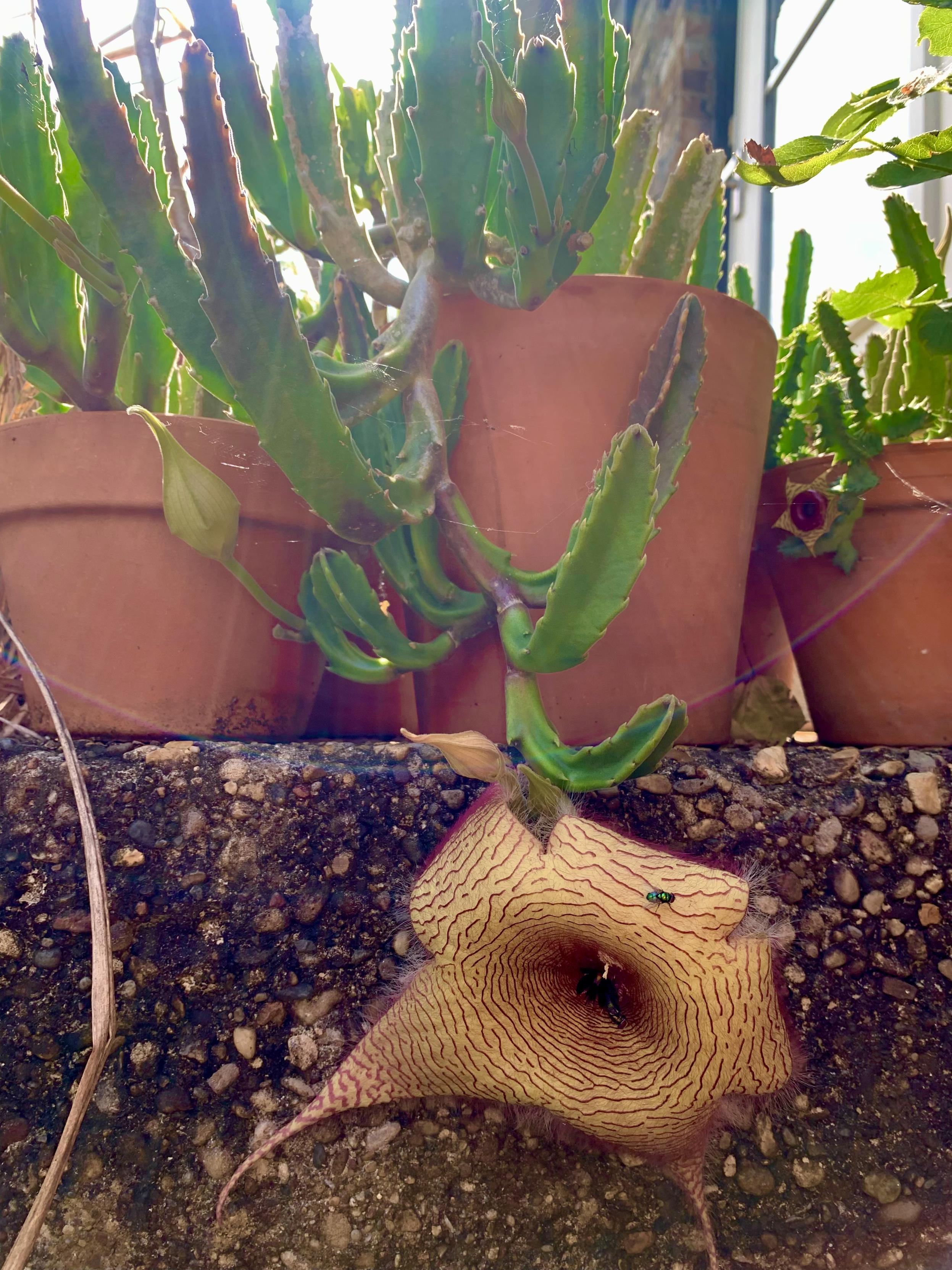 Growing from a terracotta planter is a succulent plant--the stapelia gigantea--in bloom with a single star shaped flower larger than my extended hand. The flower is yellow, has thin purple fur on it, and dark purple, broken concentric lines that make the flower look a bit like a corpse with veins and such to the flies that are its main pollinators.