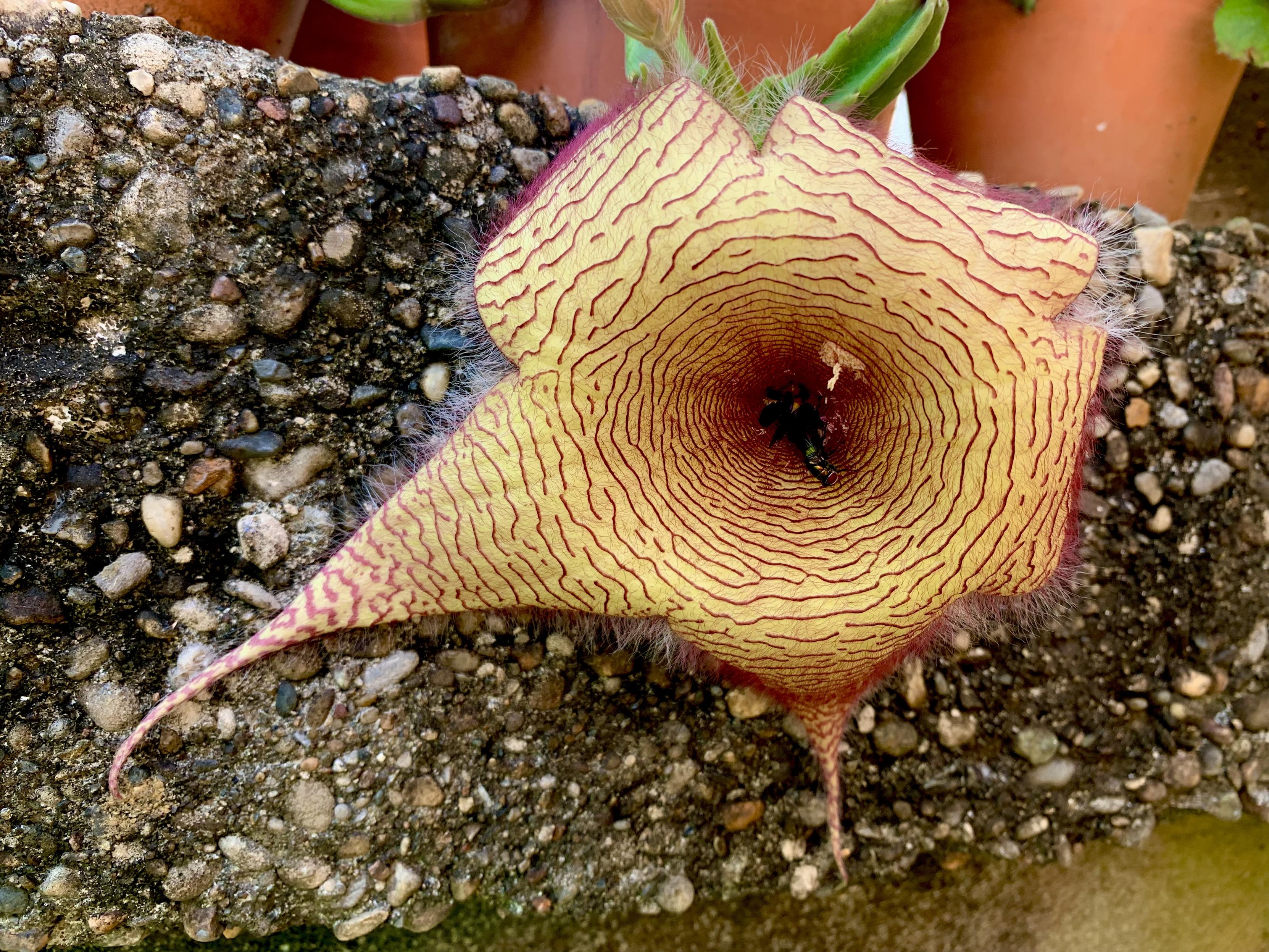 Close up of the flower. The "veins" and fur are more distinct.