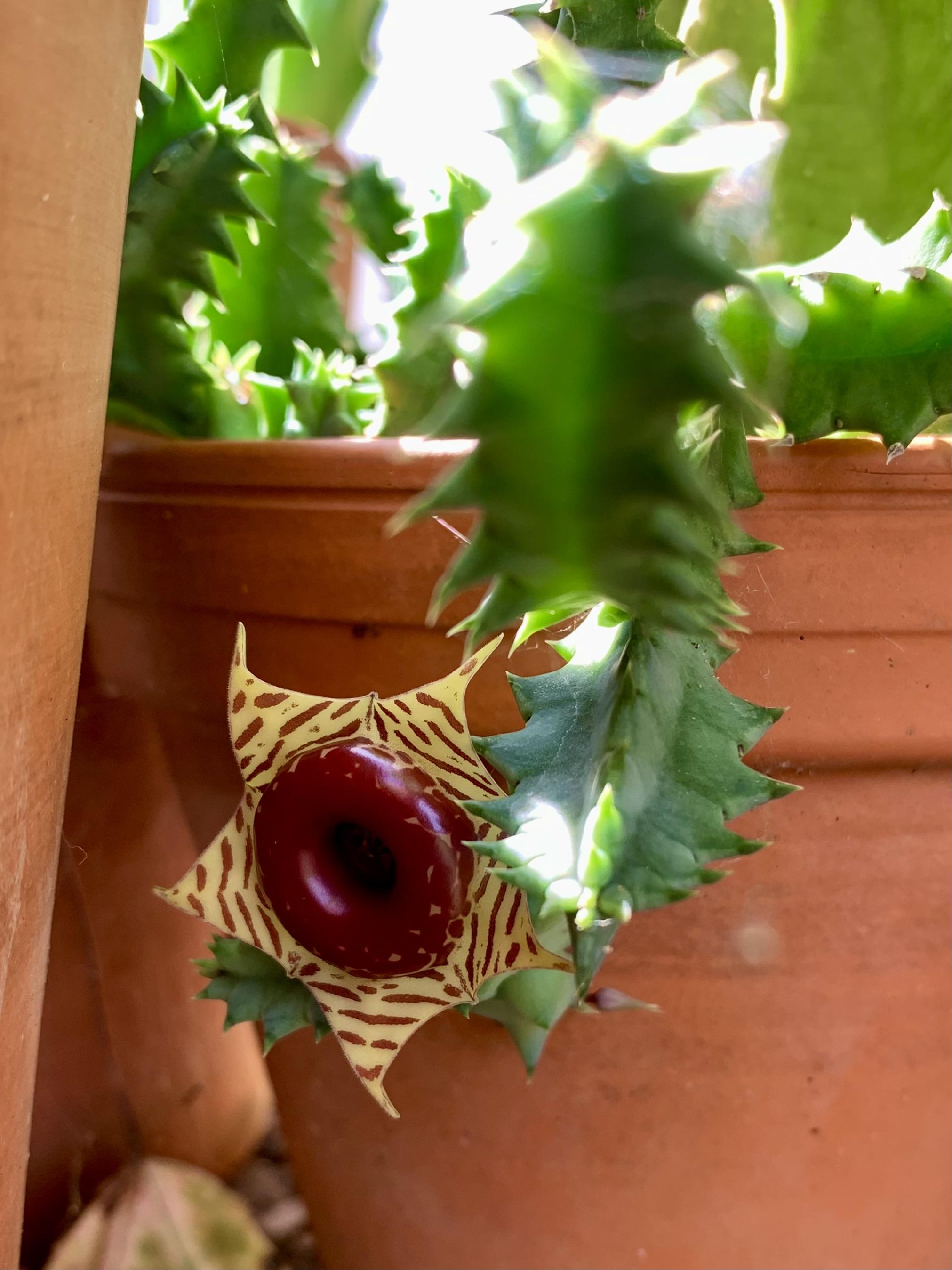 Another kind of stinky flower growing in a terracotta pot. The flower is about the size of the end of my thumb. It is also a yellow star shaped flower, with veiny maroon markings on the petals. But this one has a raised maroon circle around the center, looking like someone stuck a lifesaver candy onto it.