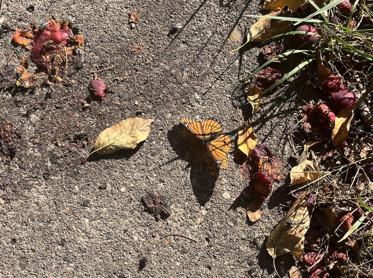 monarch amongst the rabble