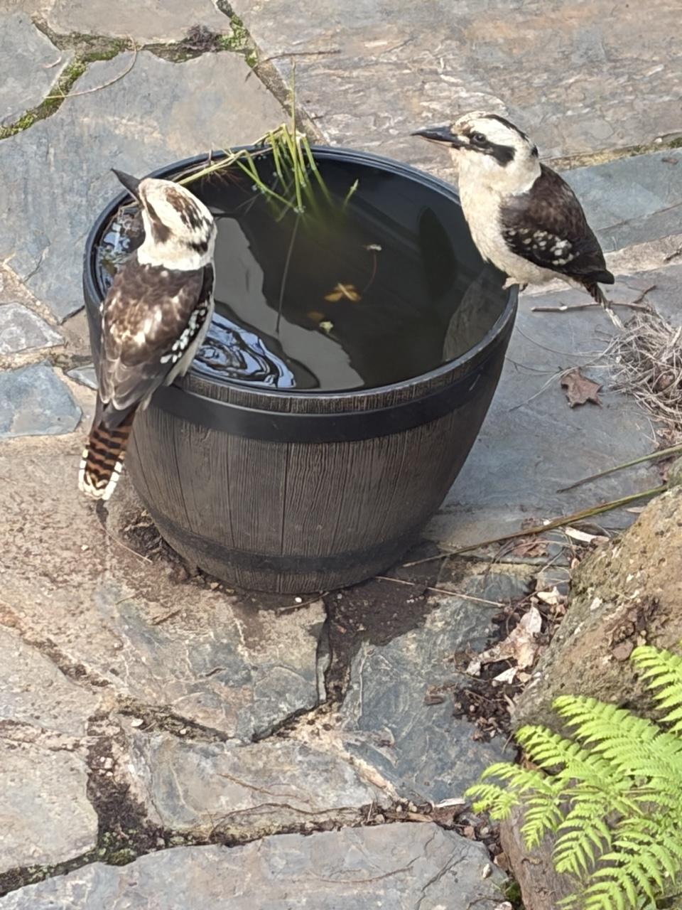 Two kookaburras perched on the edge of a half barrel full of water. The barrel sits on natural stone pavers and fern frond is visible at the edge of the photo. The kookas are looking at something out of shot.
