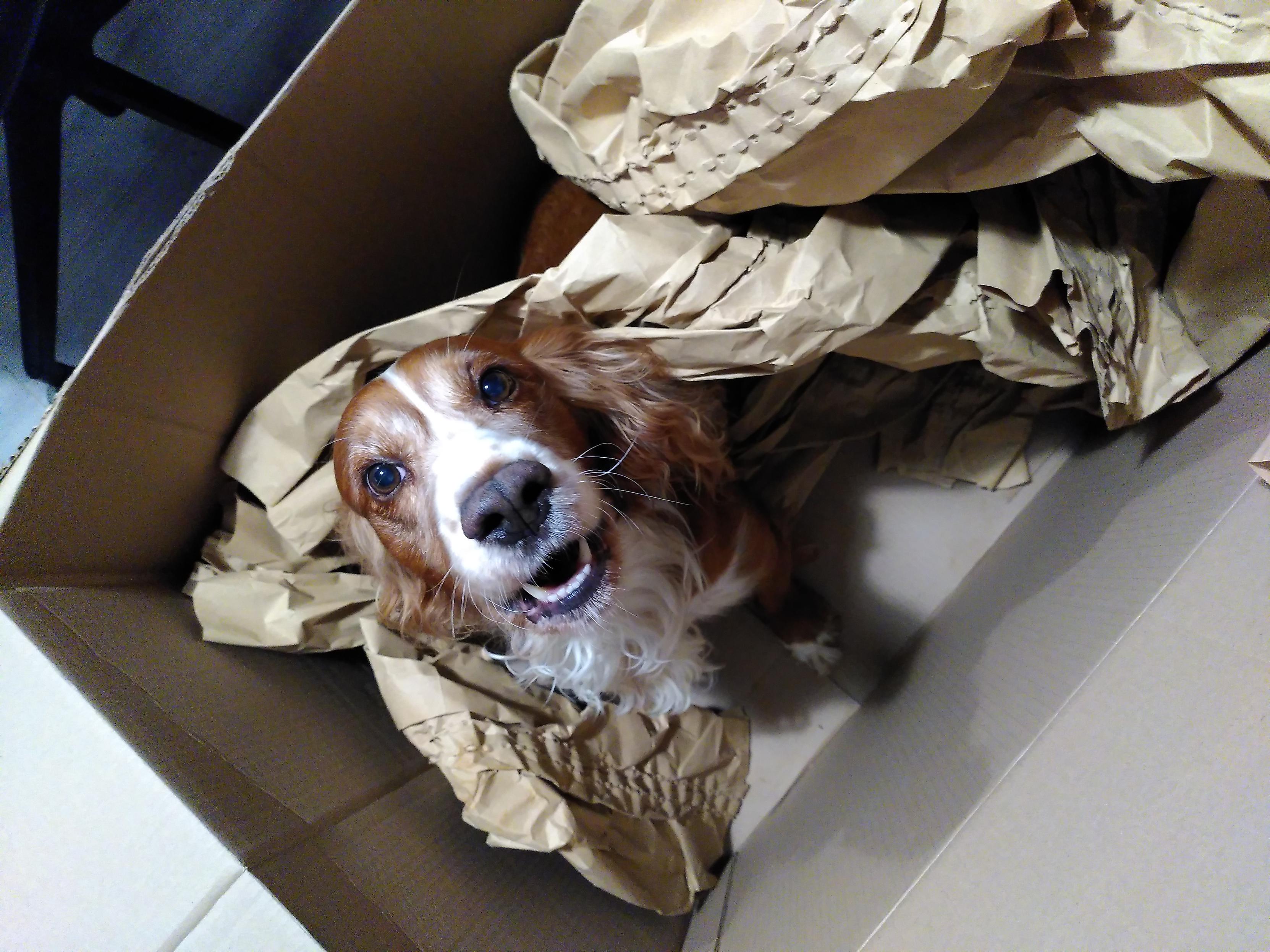 a red cocker spaniel sitting in a cardboard box. he's looking at the camera with his mouth slightly open as he's about to bark at me. there's a load of that packing paper stuff too