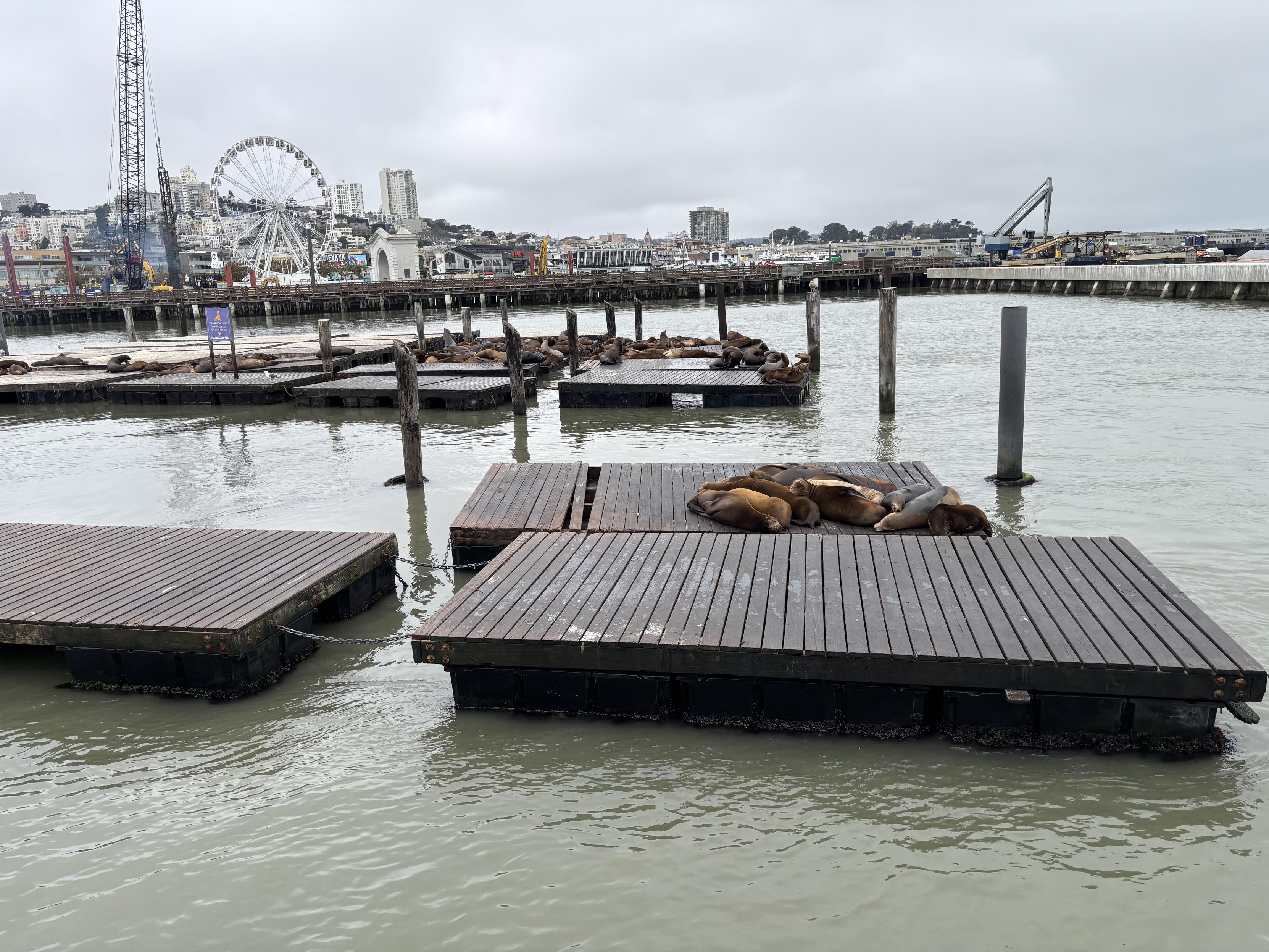sea lions on the docks at San Francisco Bay