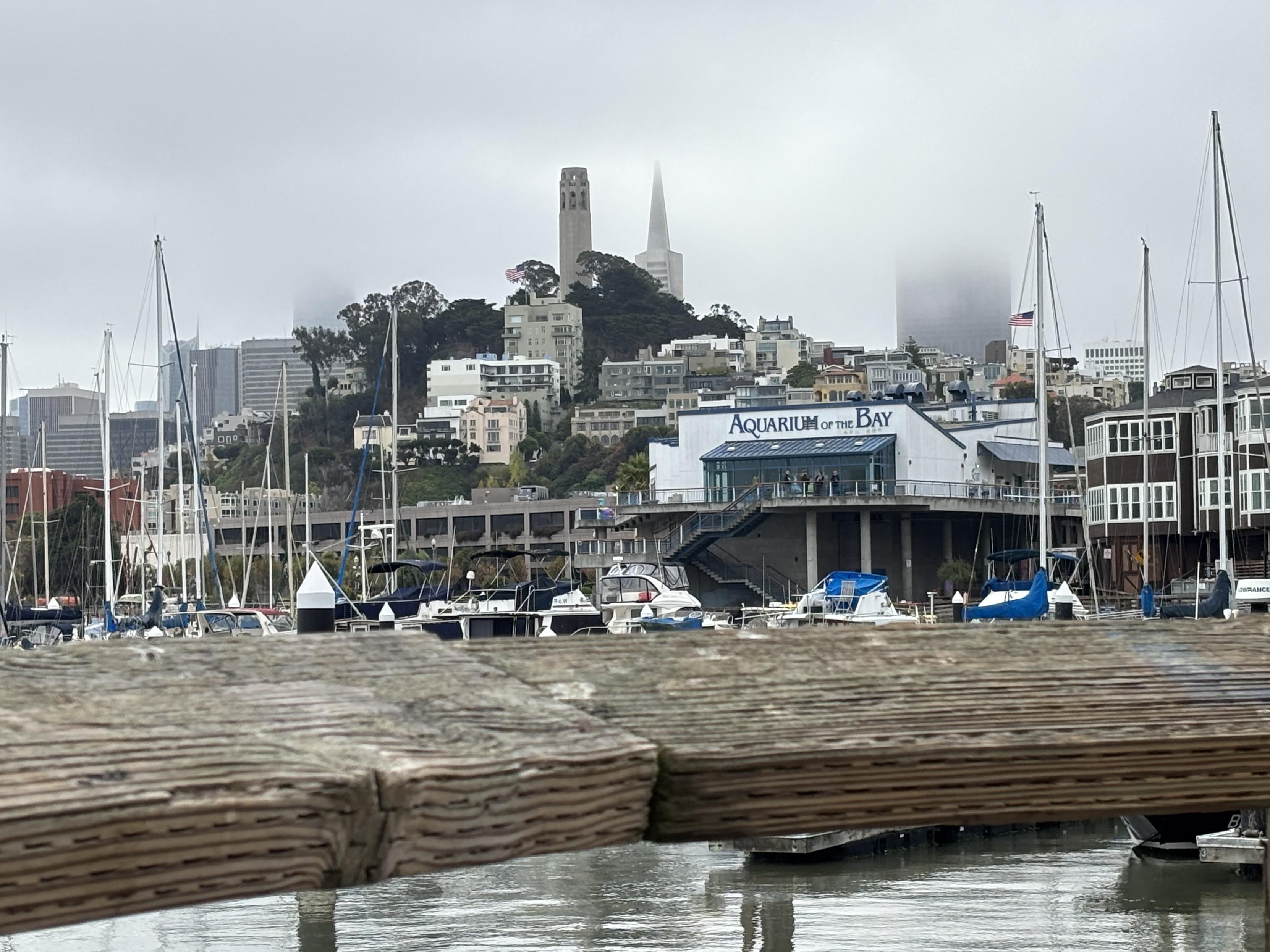 foggy morning hill in San Francisco
