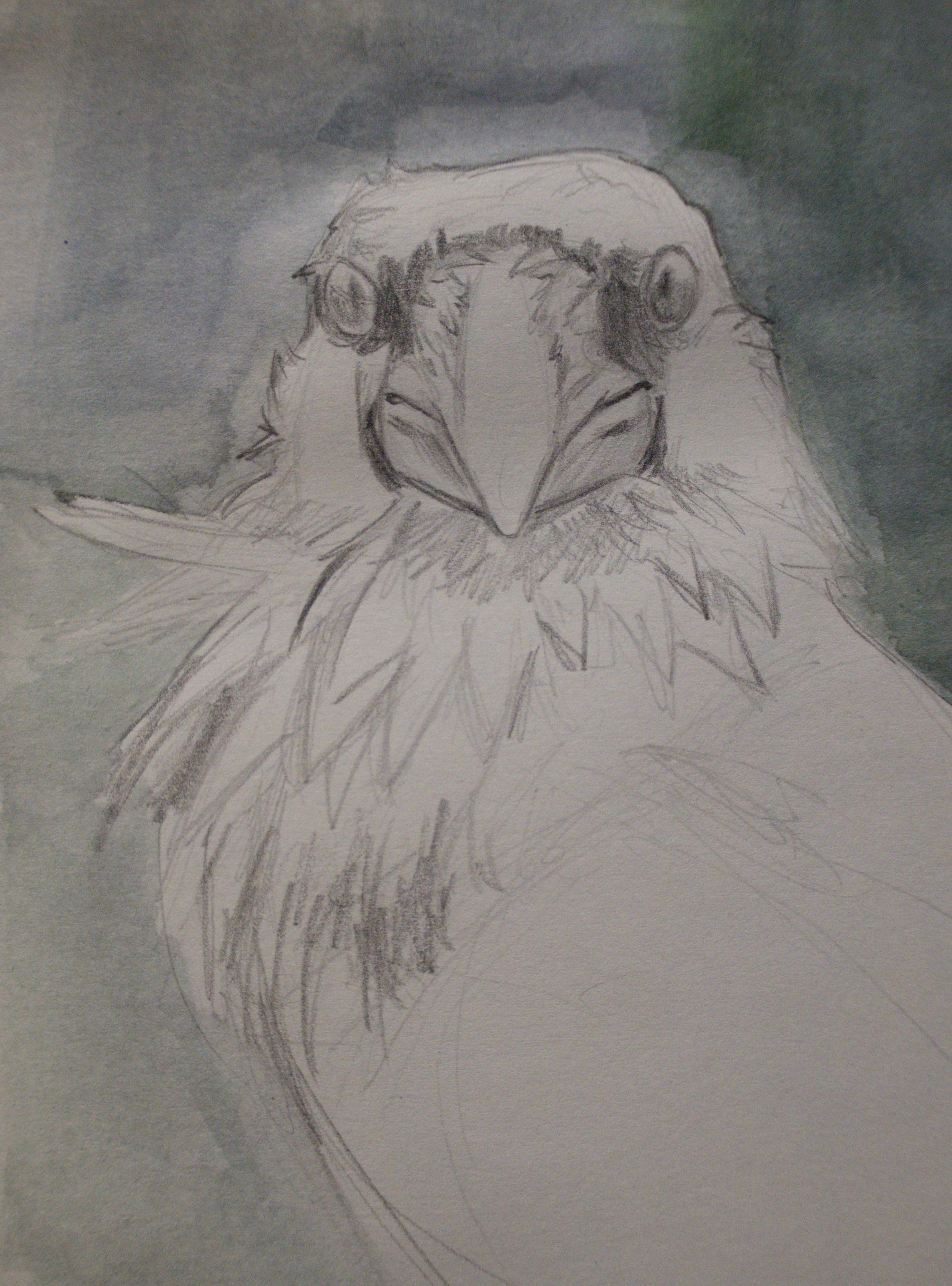 Front view study of a raven.