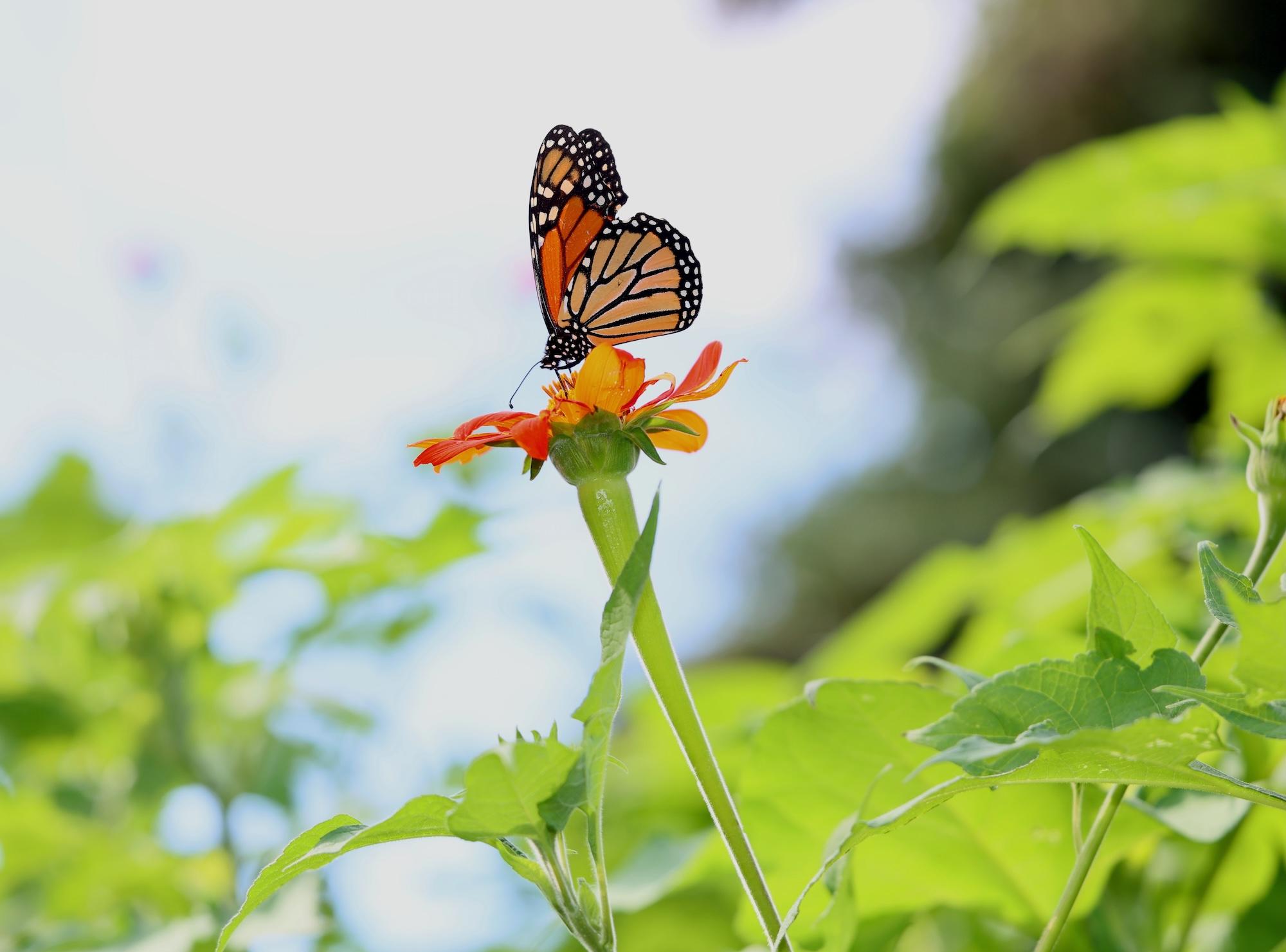 monarch