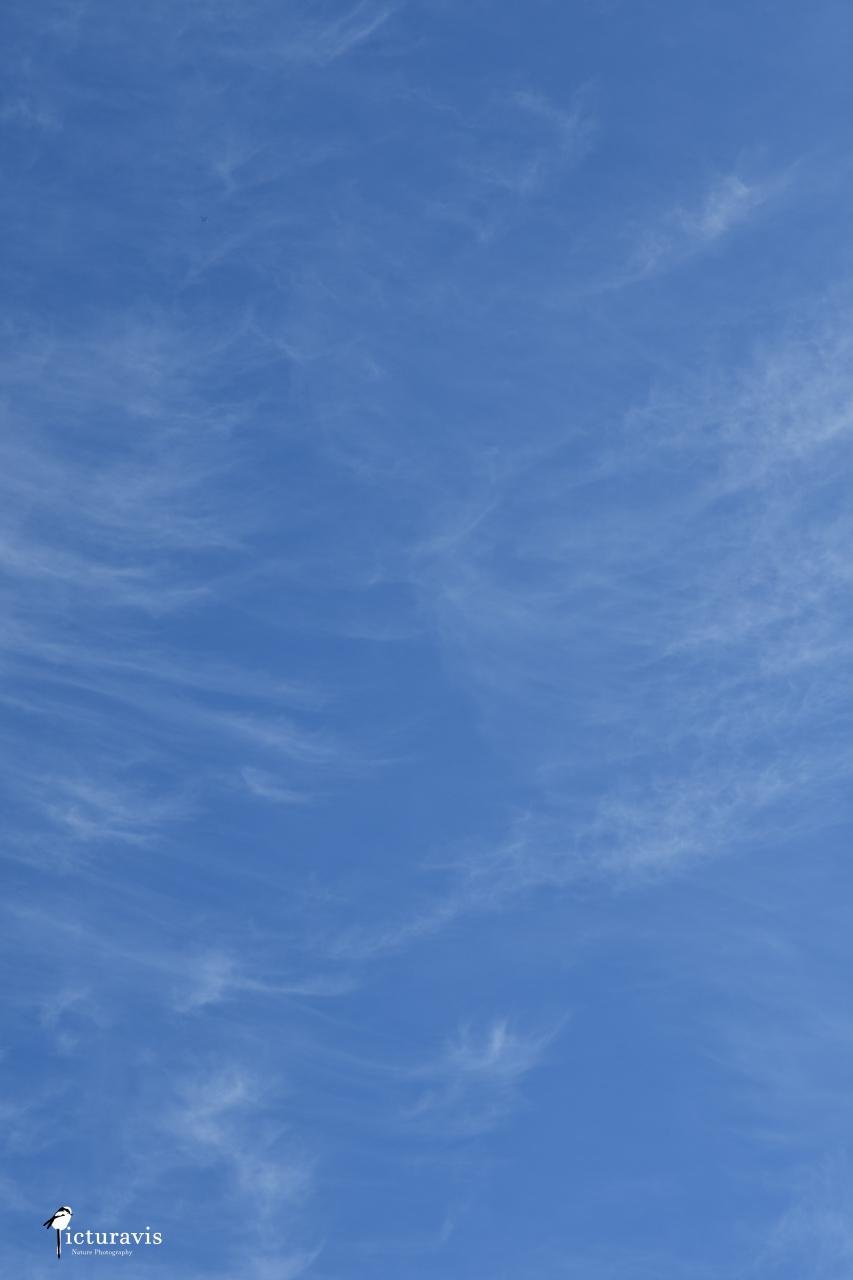 A color image of the blue sky with high-altitude clouds. The strands of the wispy cirrus clouds are visible, but fine details and fainter clouds are not visible.