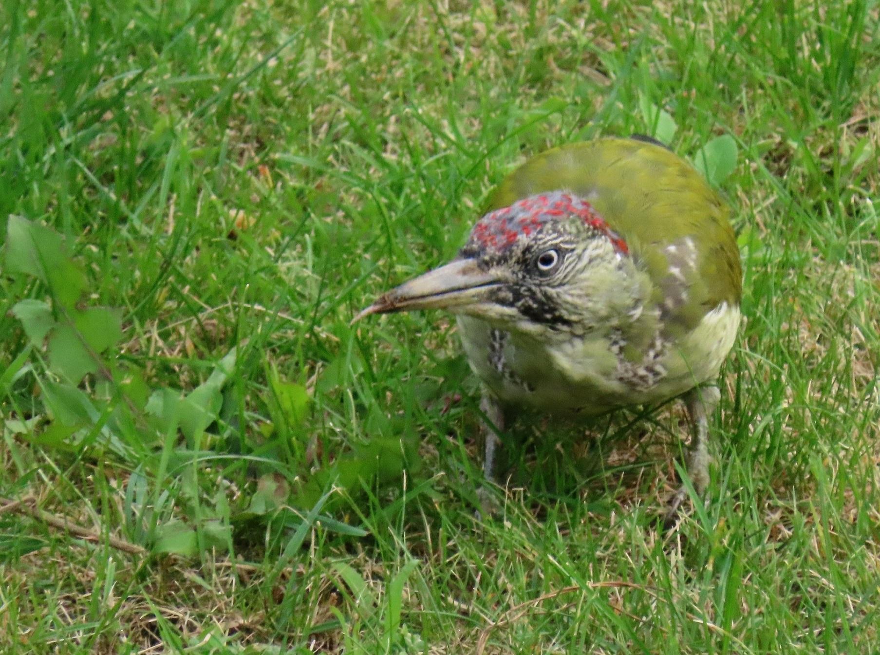 Eine junge Grünspechtdame auf Rasen von schräg oben fotografiert. Der Vogel ist gerade in der Mauser und wechselt vom juvenilen auf das erwachsene Federkleid. Die hell-dunkel gesprenkelten Federn an Wangen, Kinn, Brust und Bauch sind beinahe ganz einem hellen Grün gewichen, der dunkle Kinnstreif ist bereits deutlich erkennbar. Die rote Kappe ist noch teils mit Grau durchsetzt. Der Specht hat gerade im Boden nach Nahrung gestochert, hat den Kopf jetzt leicht erhoben und nach links gedreht, ein Stück der langen Zunge schaut aus dem leicht geöffneten Schnabel.
