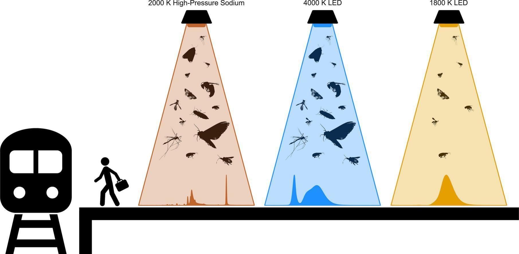 simple illustration showing red and blue lighting attracting a lot of insects and yellow lighting, created by 1800 K LED, attracting much fewer