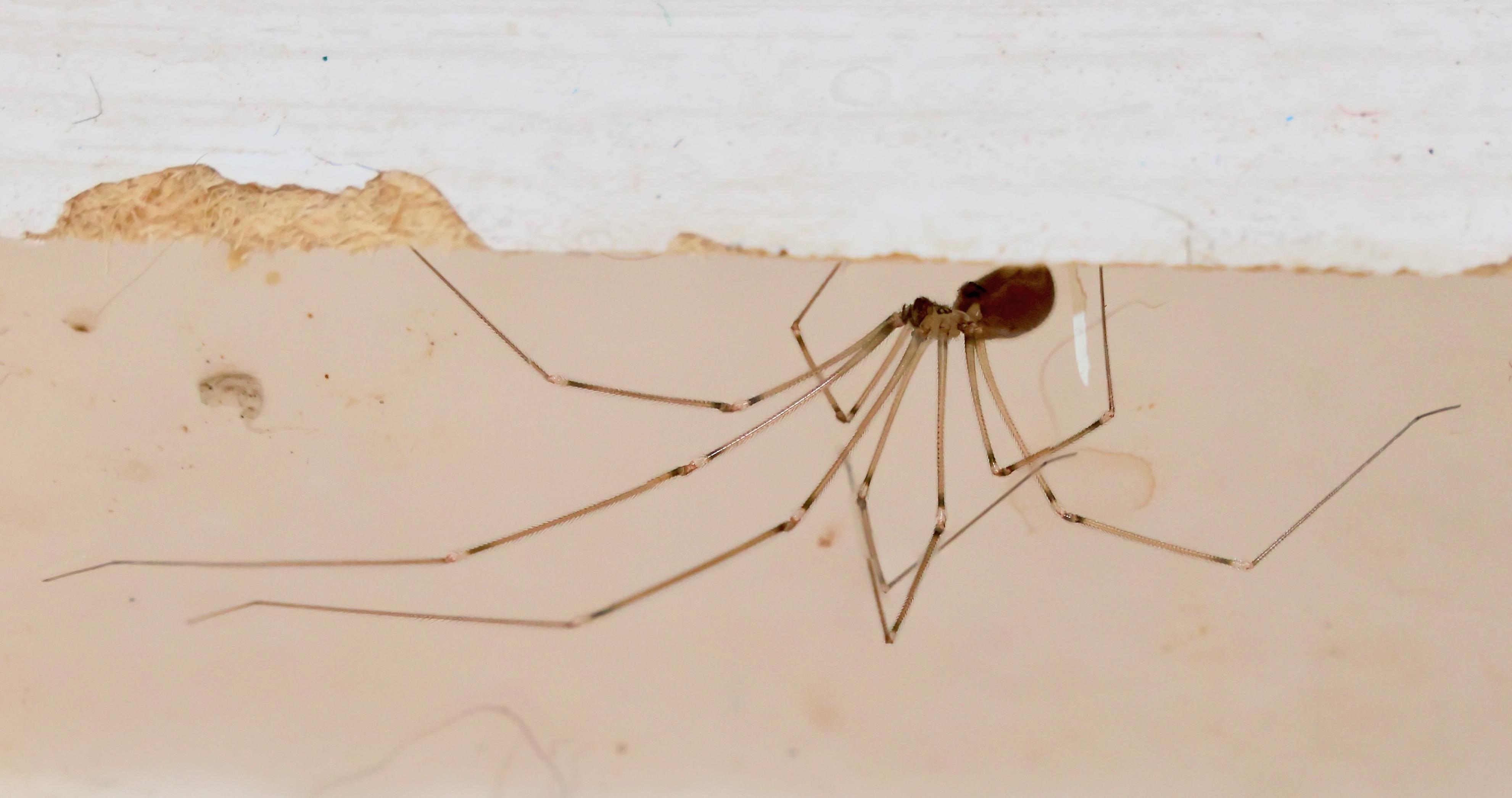 pholcus