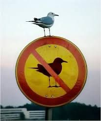 A meme showing a "no seagulls" sign, and a seagull perched on the sign.