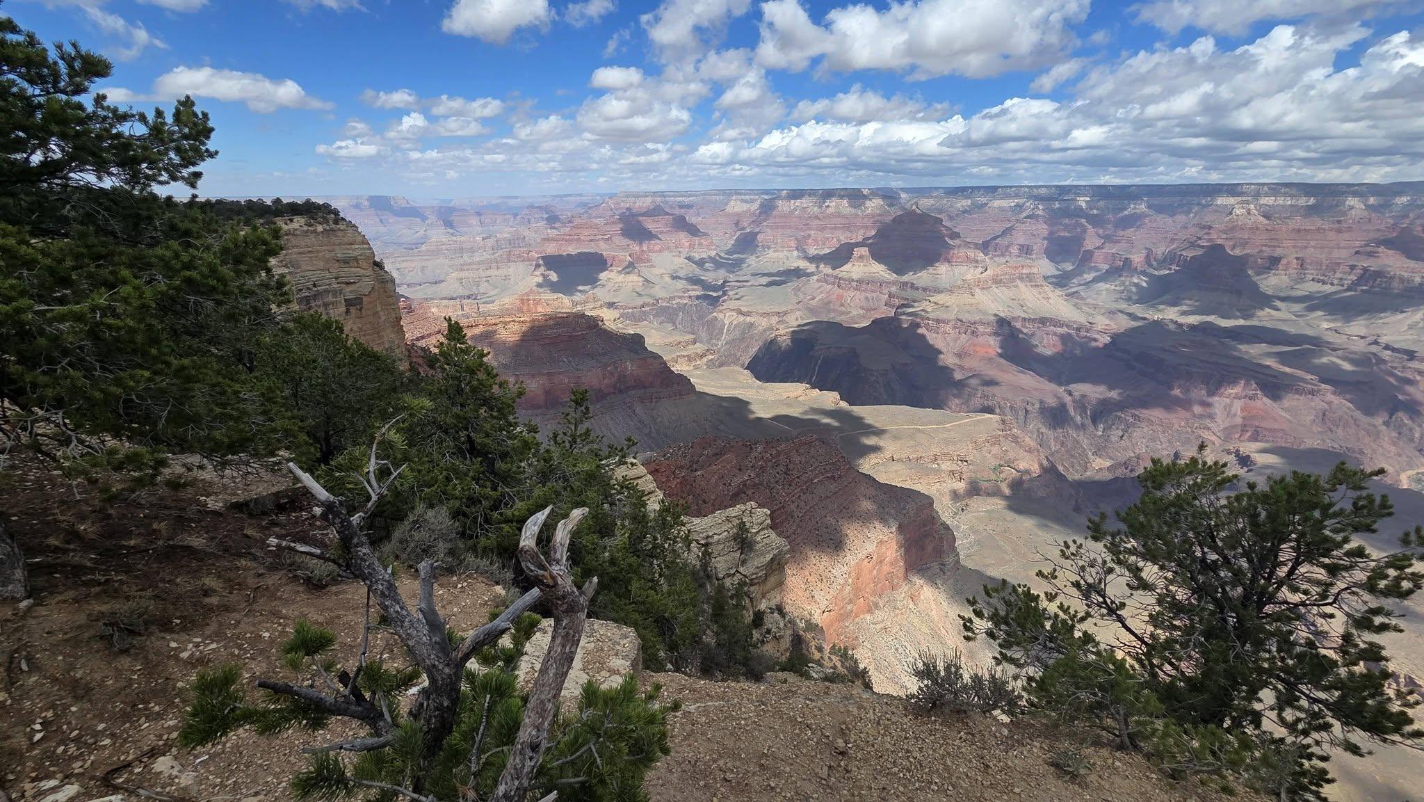 A view of the Grand Canyon from the South Rim. The sky is bright blue with fluffy clouds, the canyon stretches into what seems to be infinity. The buttes and towers are multi-layered with bands of red, ochre, gray, and beige. In the near ground are scrub juniper trees.