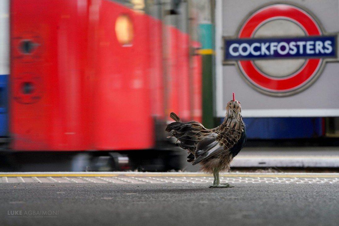Cockfosters Cockerel