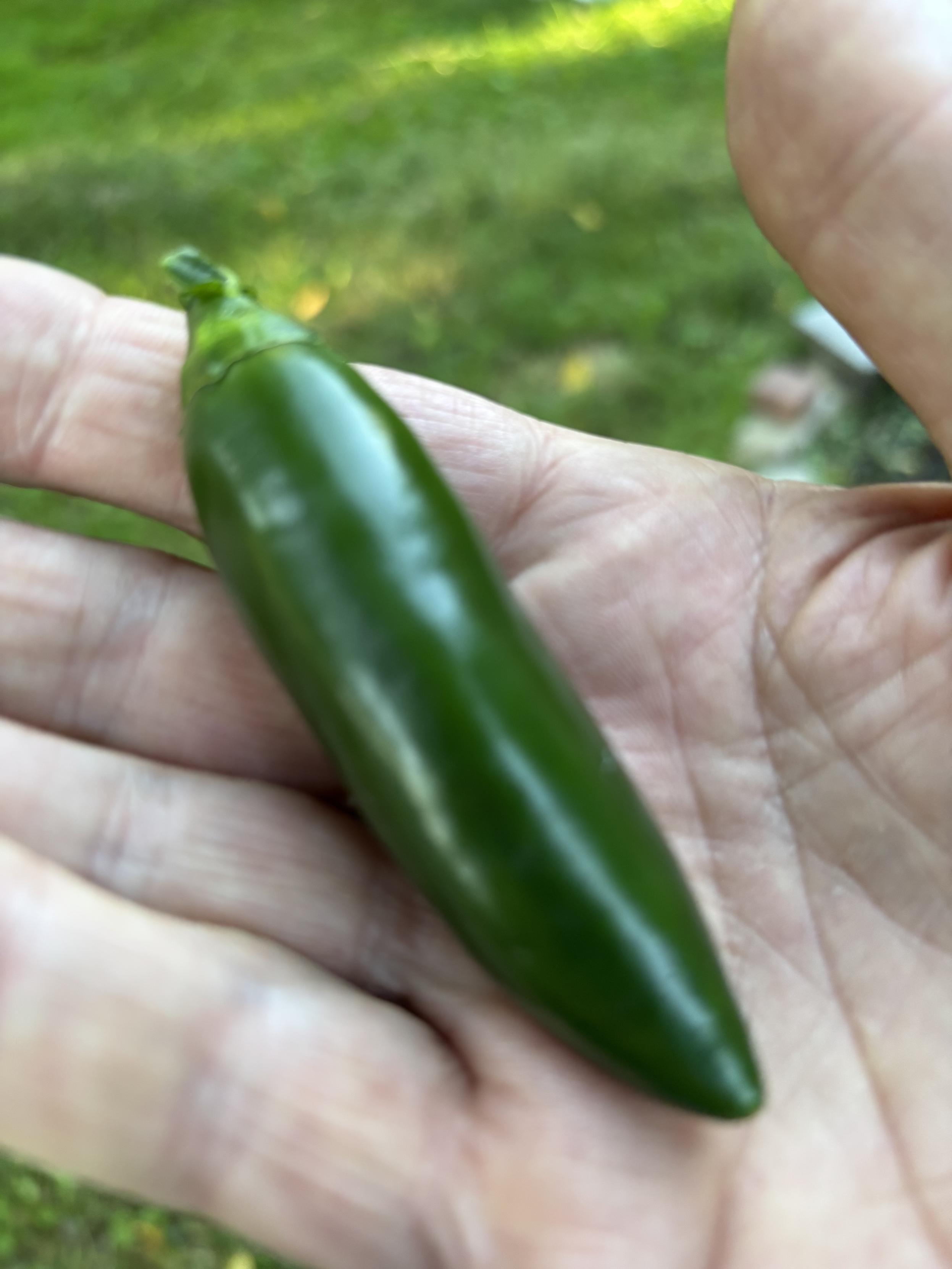 jalapeño pepper in my right hand