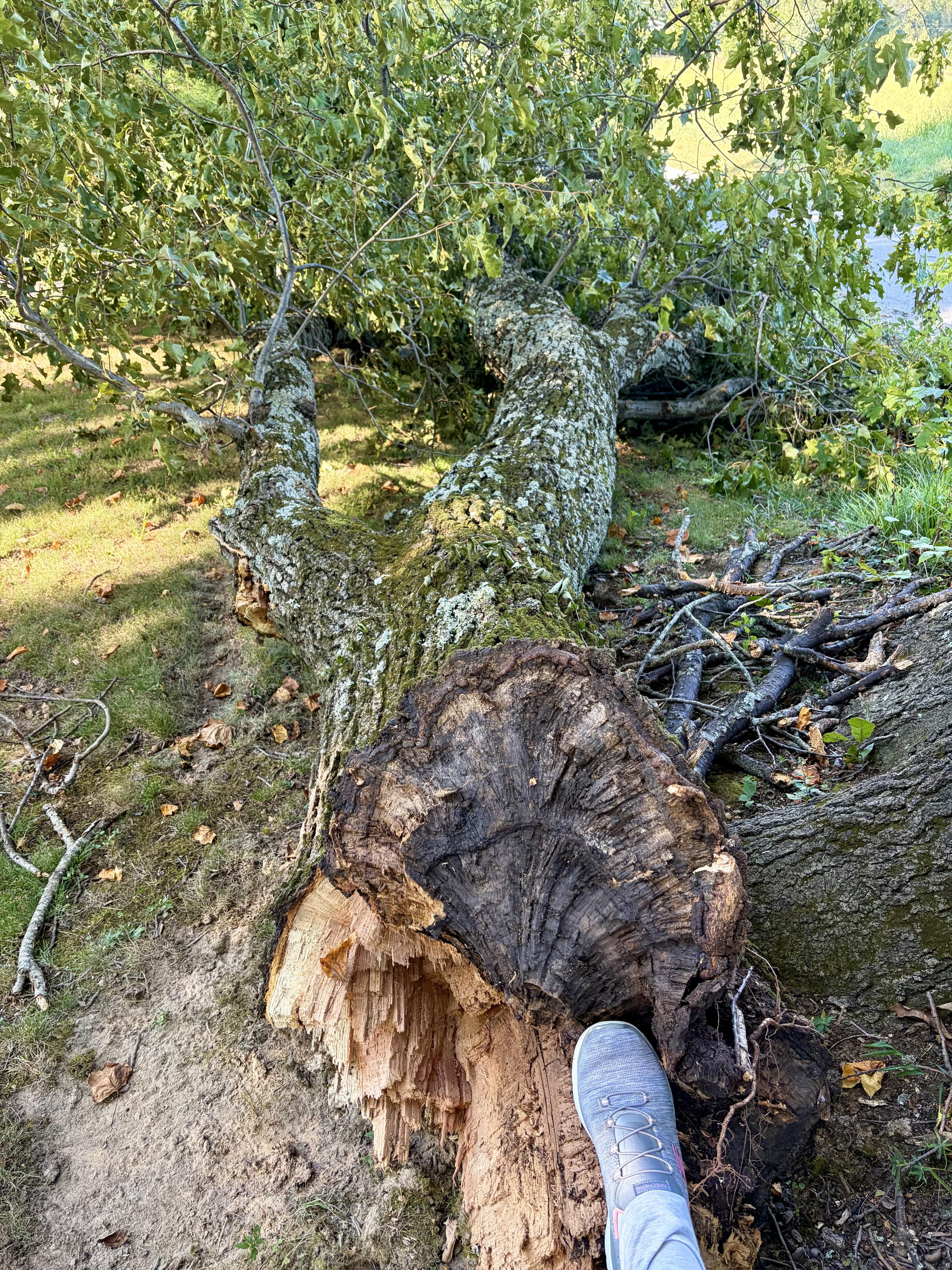 Branch with a 2.5 ft diameter laying on the ground.