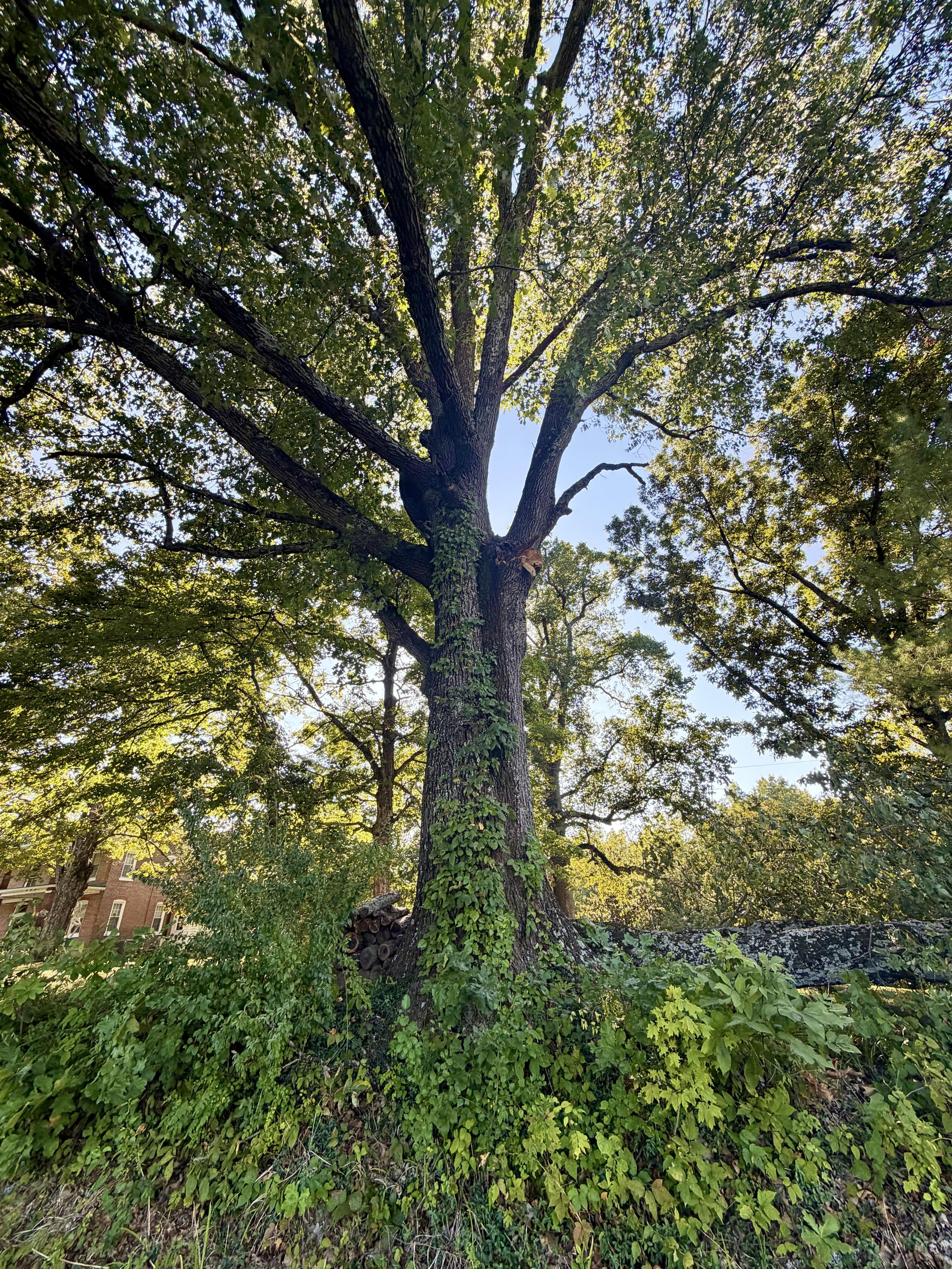 Photo of the tree it fell from.