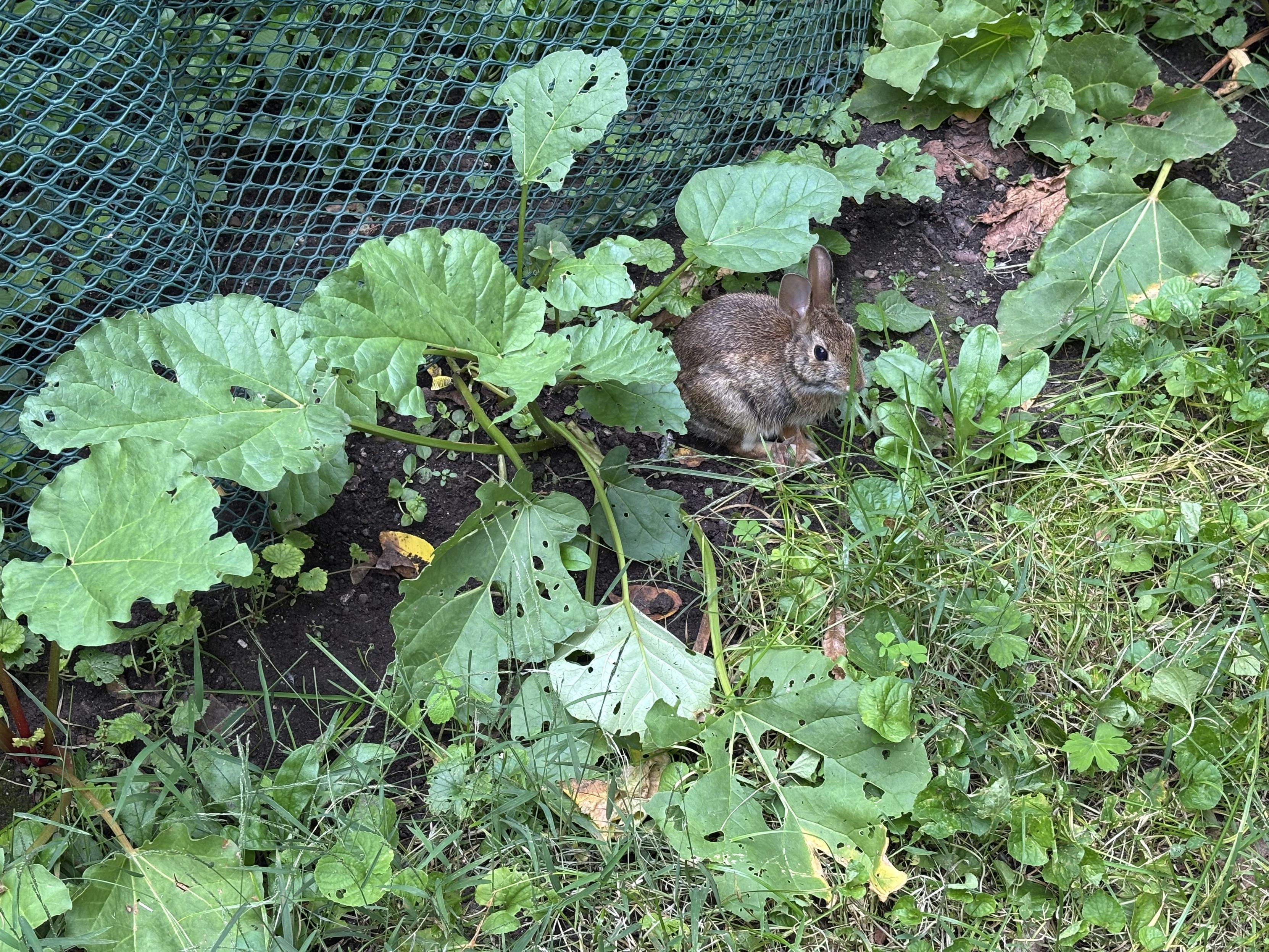 bunny eating under rhubarb leaves
