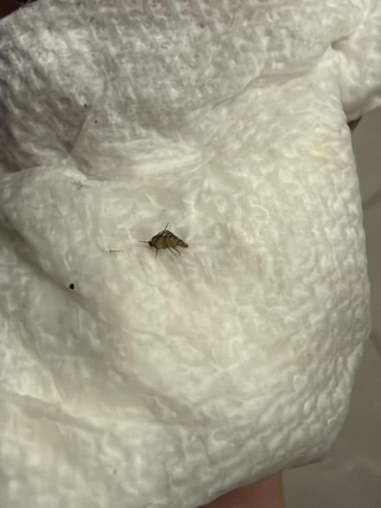 weird bug; tell me what it is