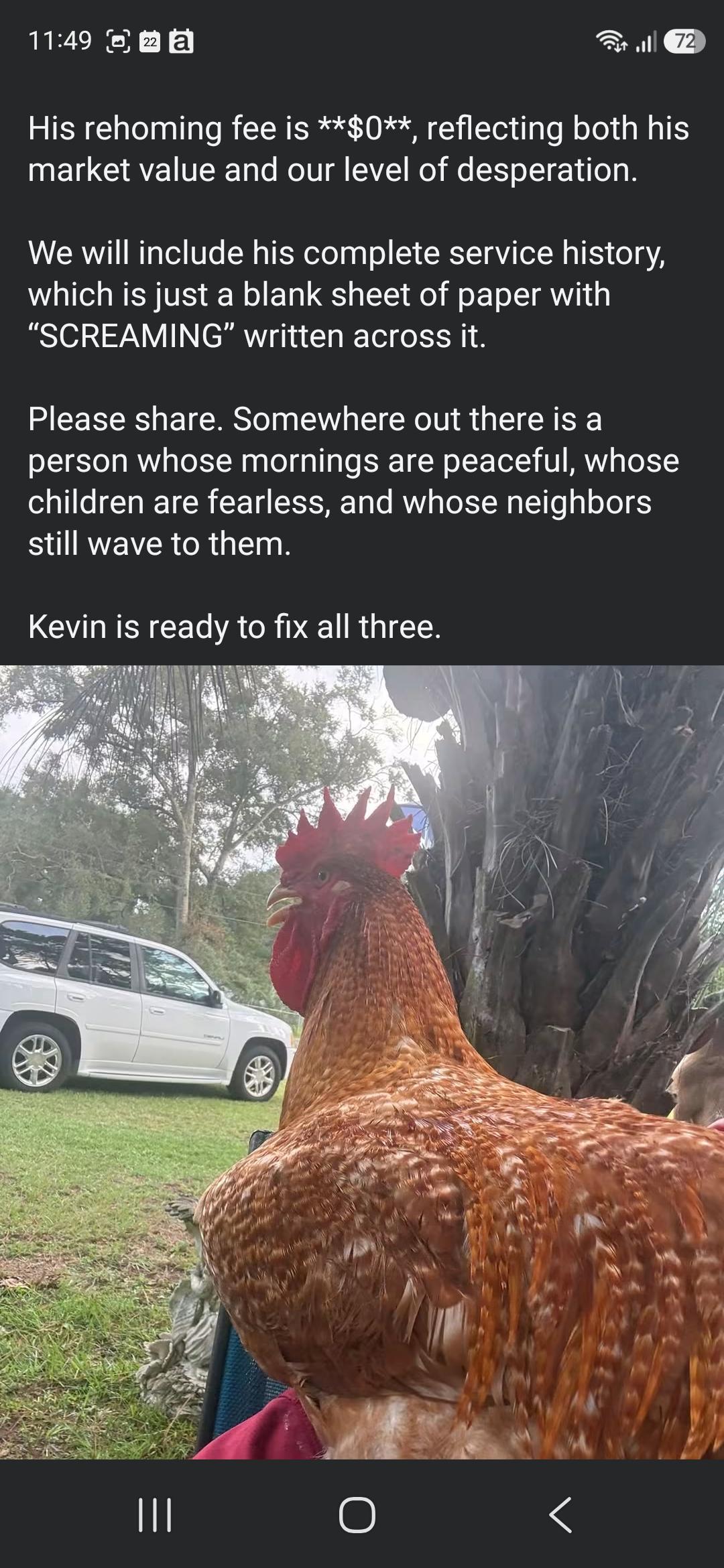 [Text image in post]  This image includes a picture of the aforementioned Kevin. He's a bright orange rooster with a red comb. He looks like a nightmare 😂
