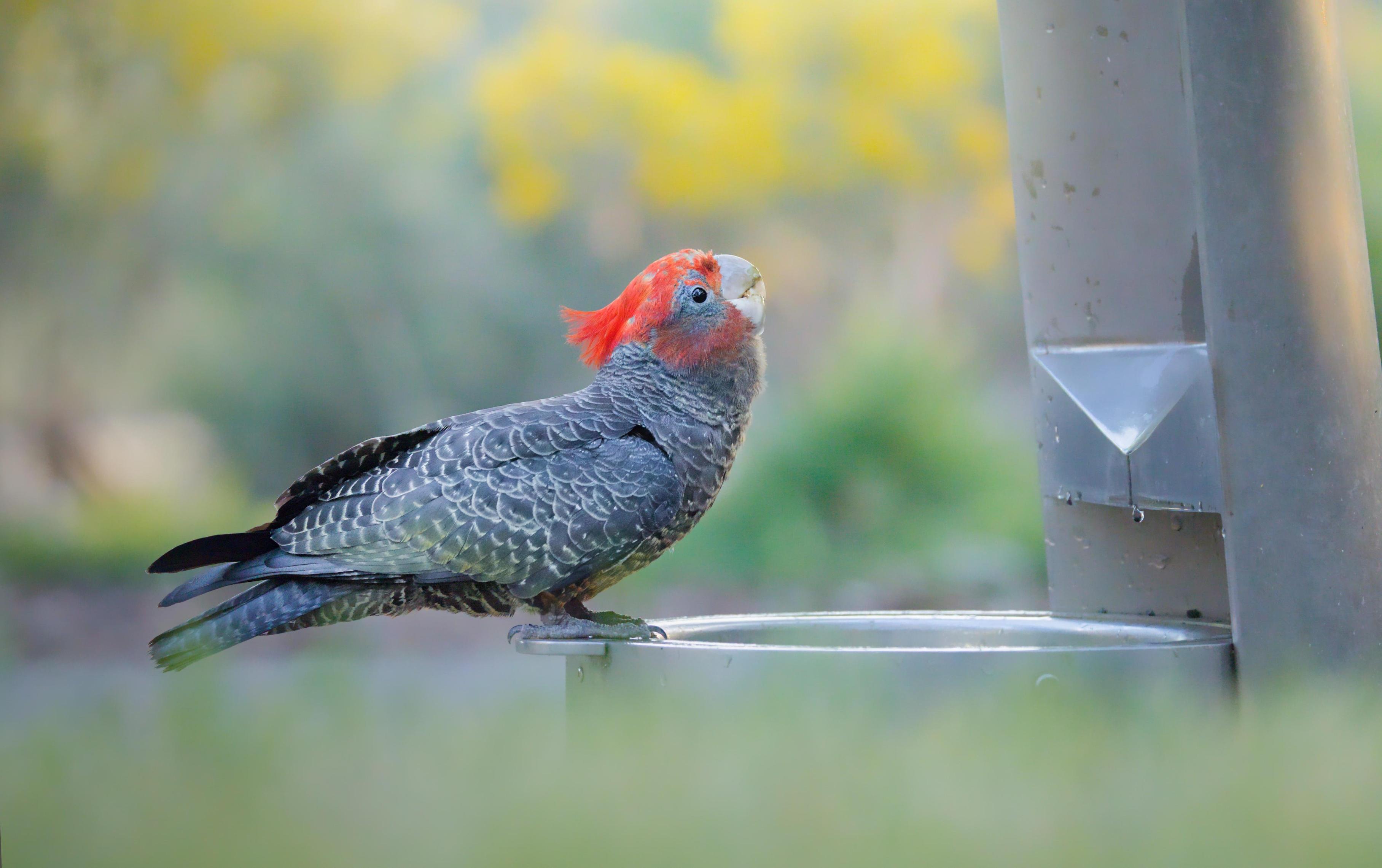 A juvenile male gang-gang cockatoo perched on the metal rim of a water fountain, facing right, with a blurred green and yellow background.