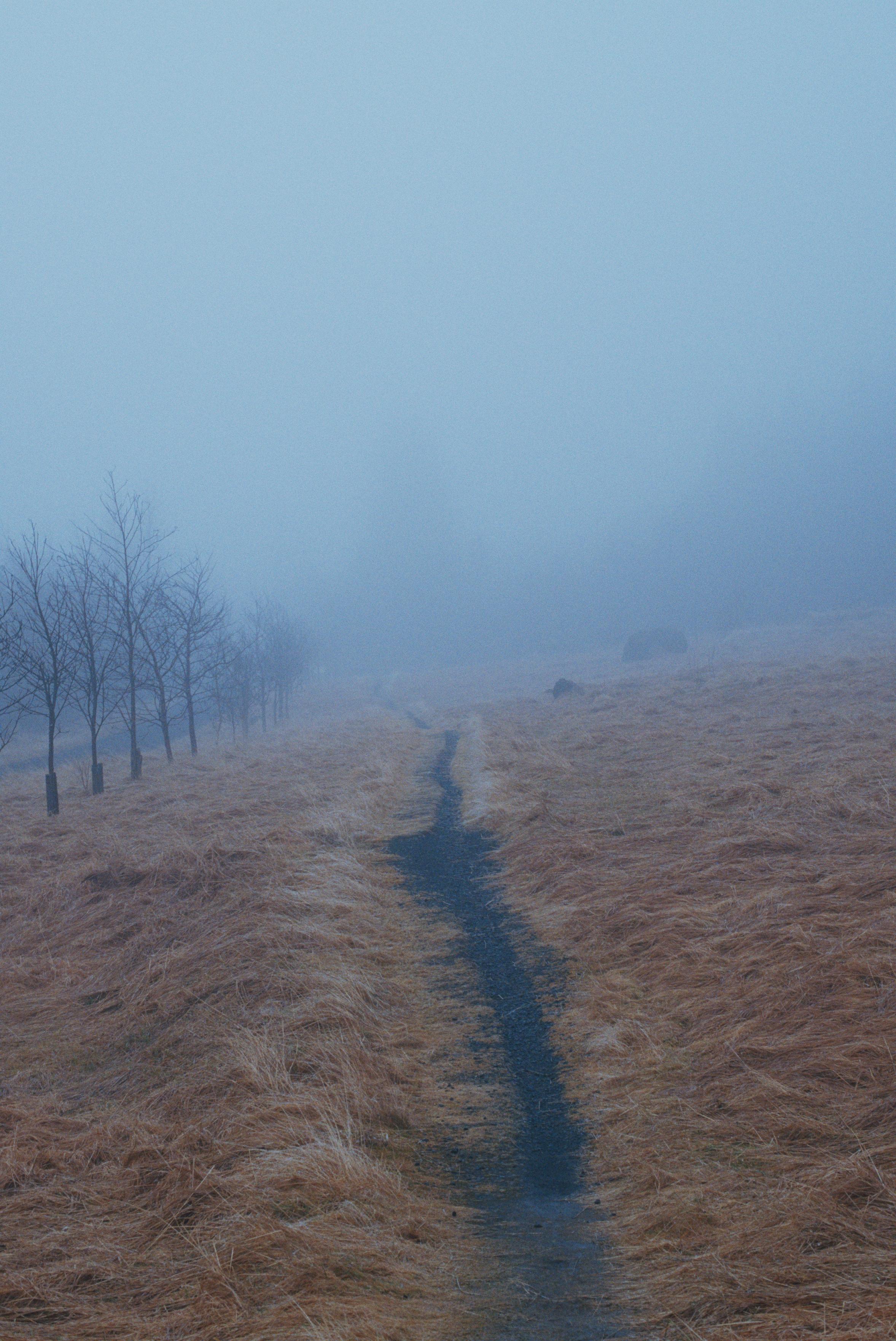 A path into the fog. You can see the trees ahead vaguely.