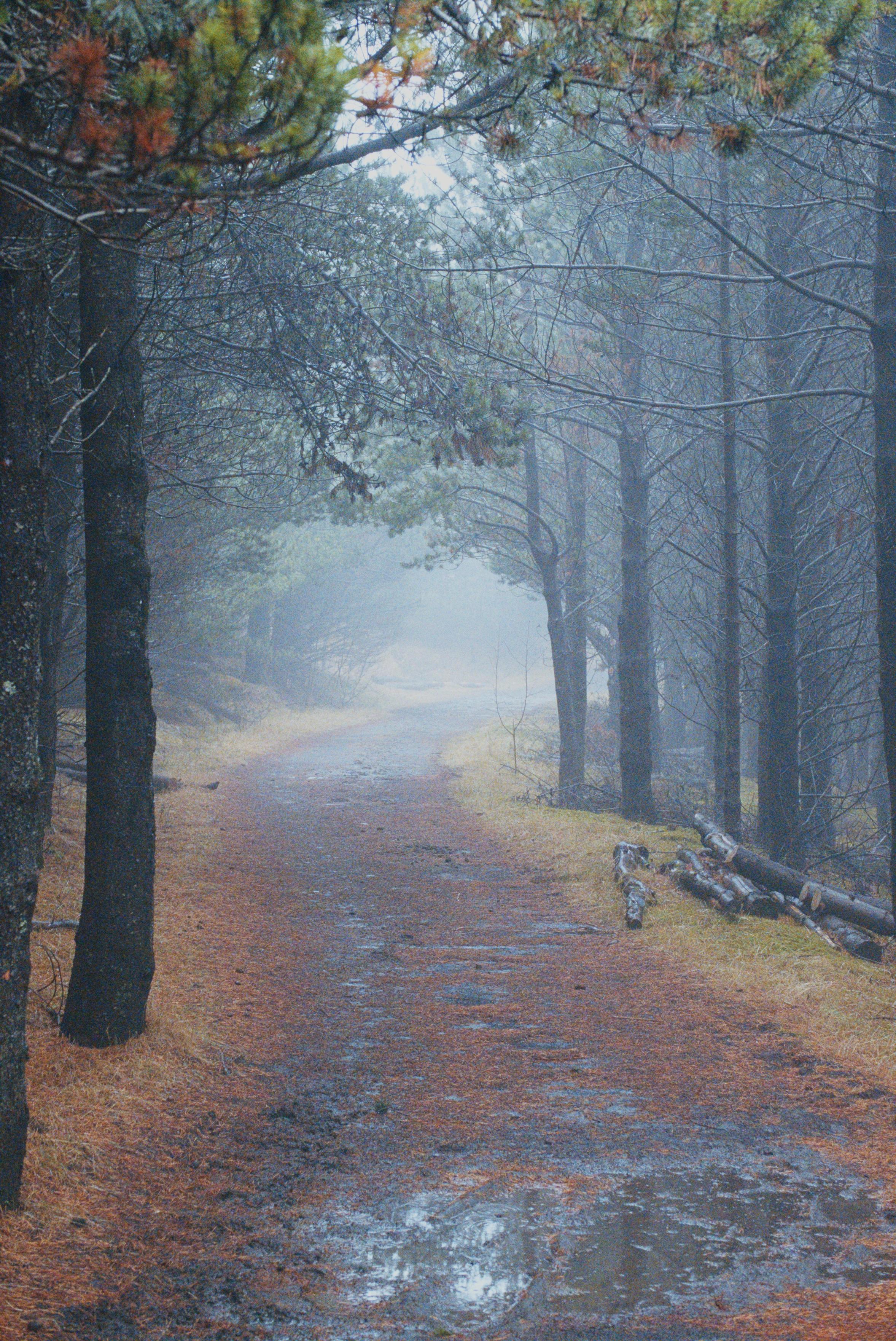 A misty path through the reforestation area near town.