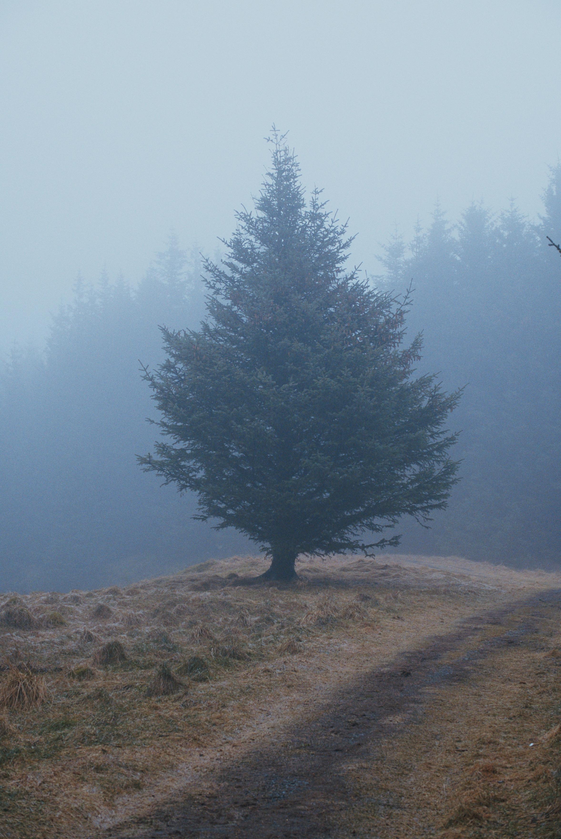 A tree, spruce I think?, that stands alone in the fog.