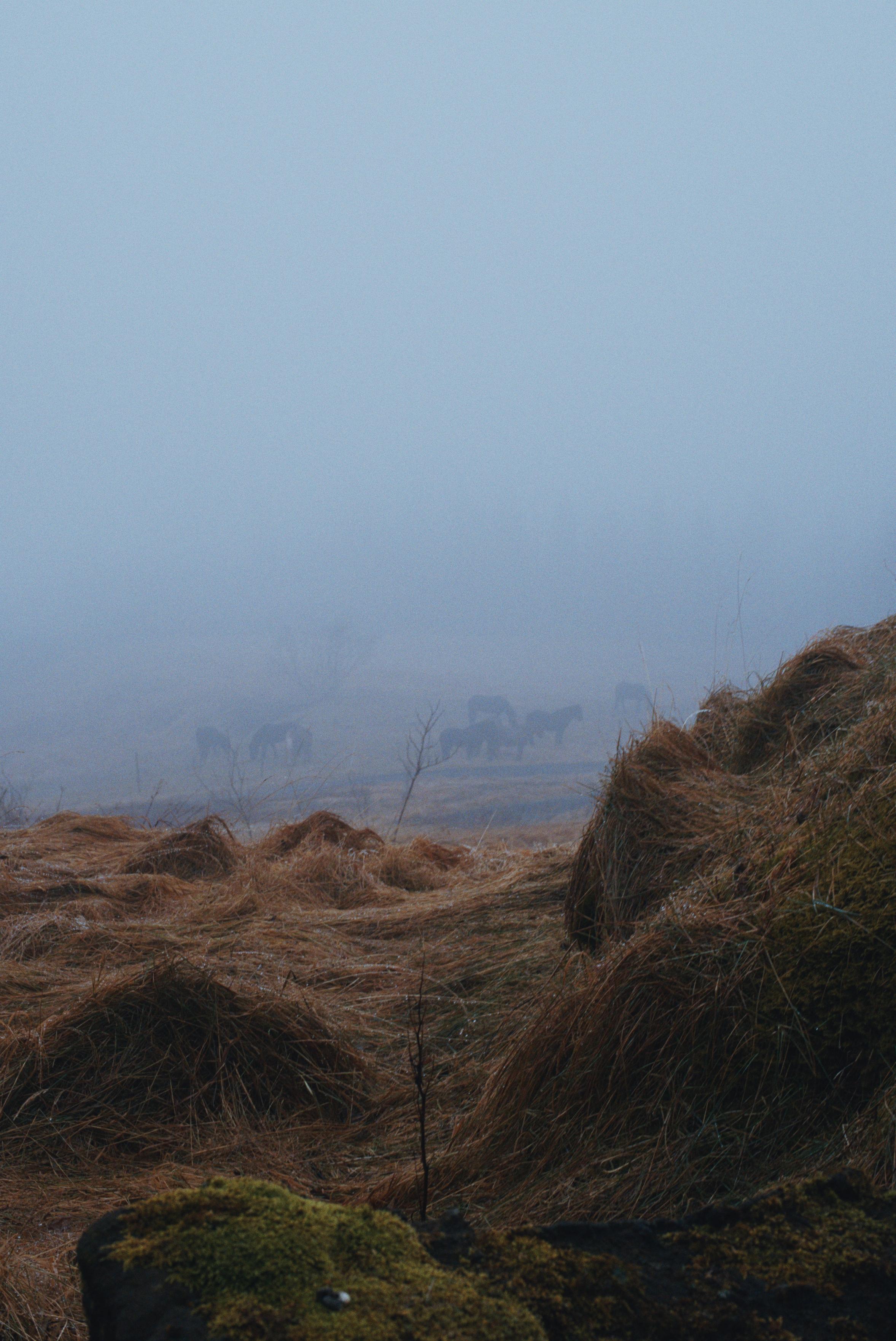 Horses in the mist. With rocks in the foreground.