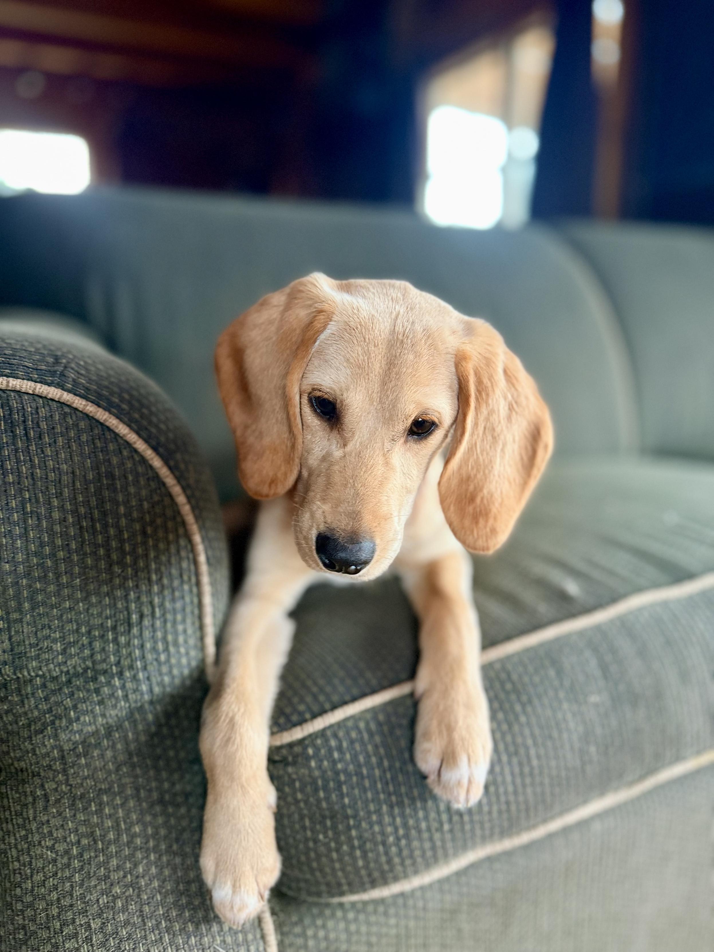 My friend and neighbor, the artist Stan Sperlak, got a new rescue puppy. Her name is Abby. They suspect she is some sort of beagle/lab mix. She’s very sweet, b…