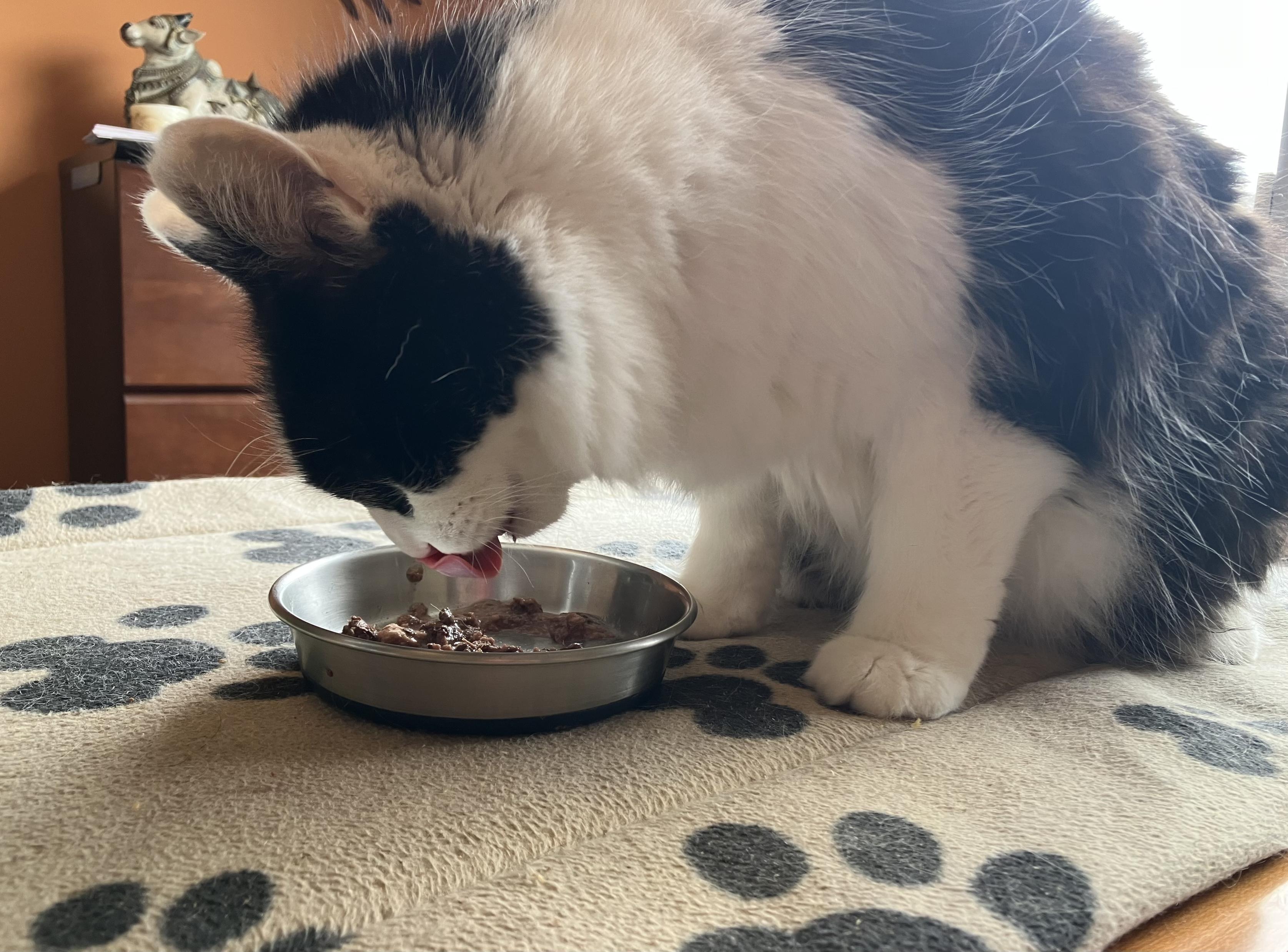 For this here's Tennessee enjoying his wet food.