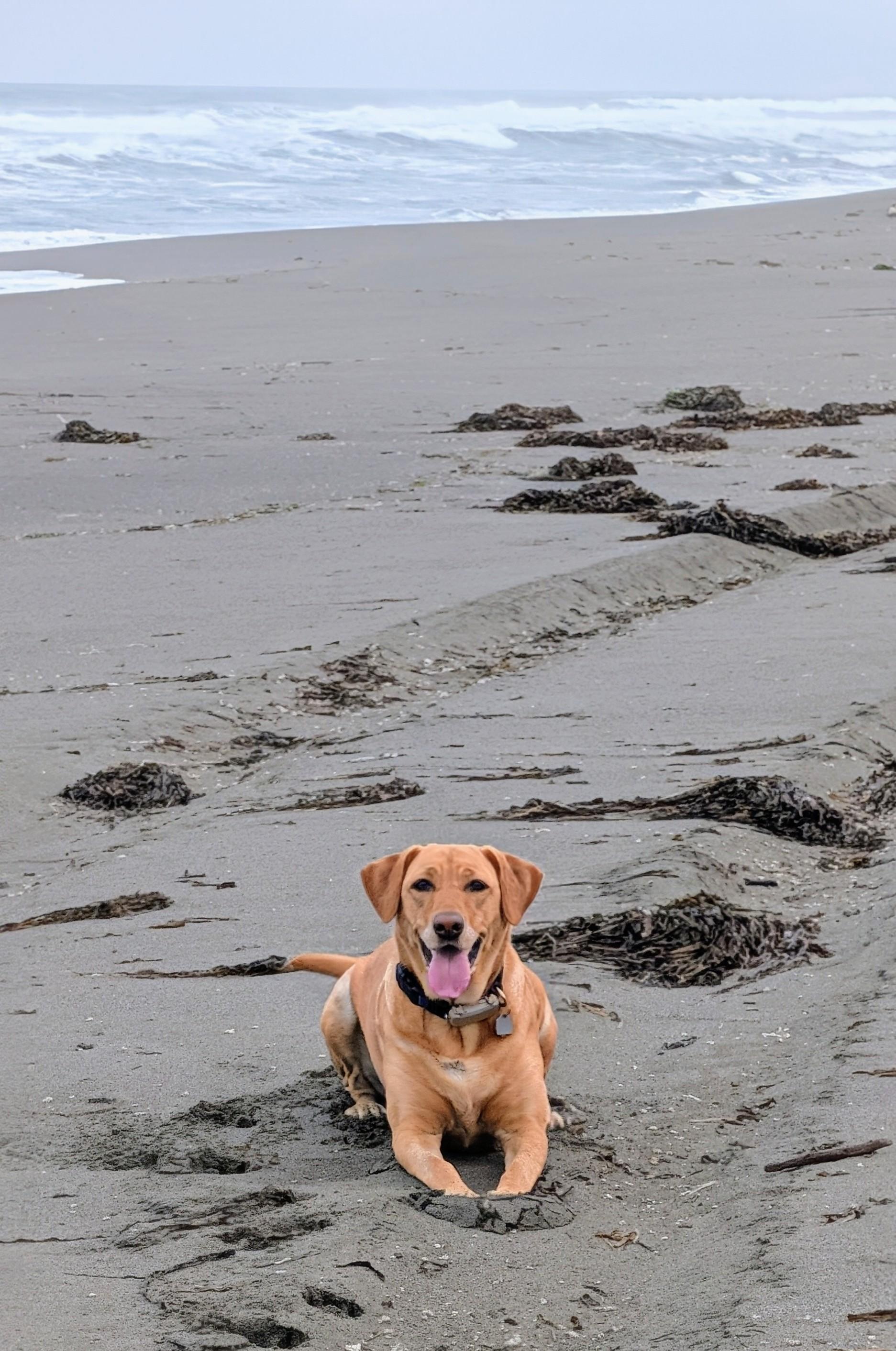Even though it was cold with a heavy drizzle Summer and I skipped our way to the beach early, early this morning. Fun was had.