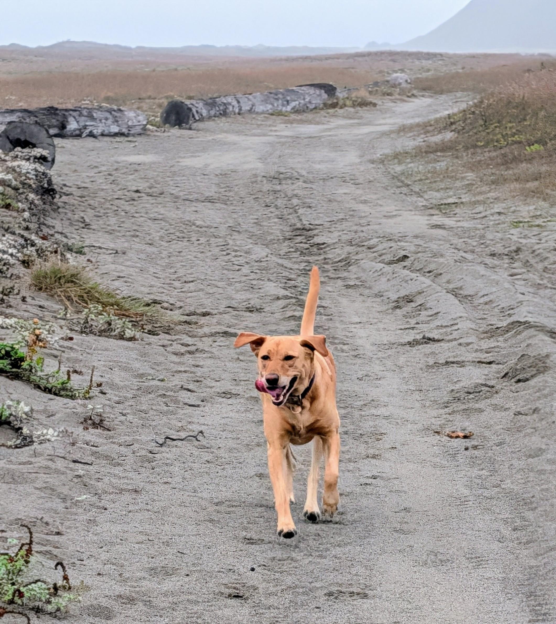 The last happy running dog photos from our morning adventure.