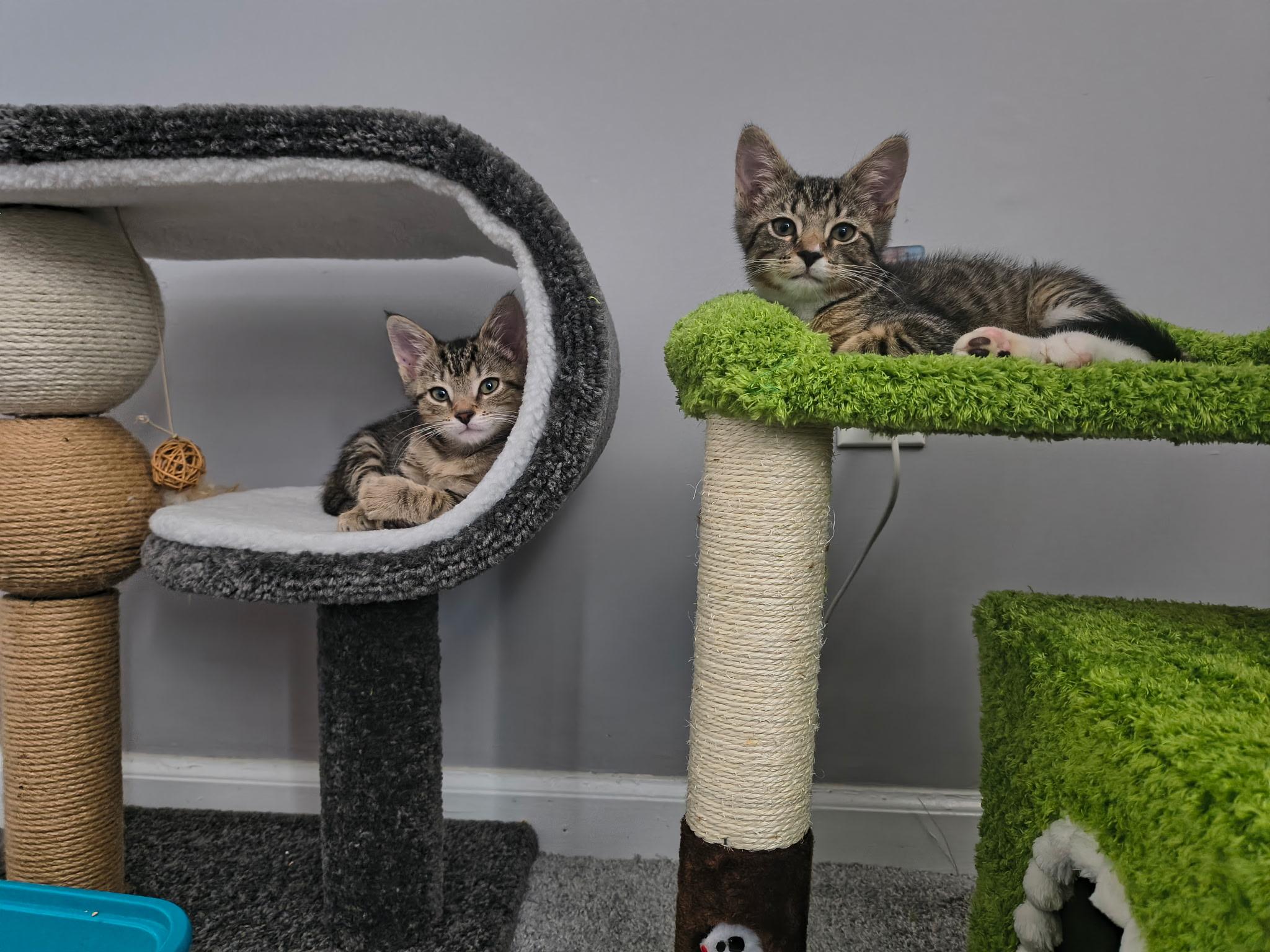 There was an attempt to pose like they are on an album cover.