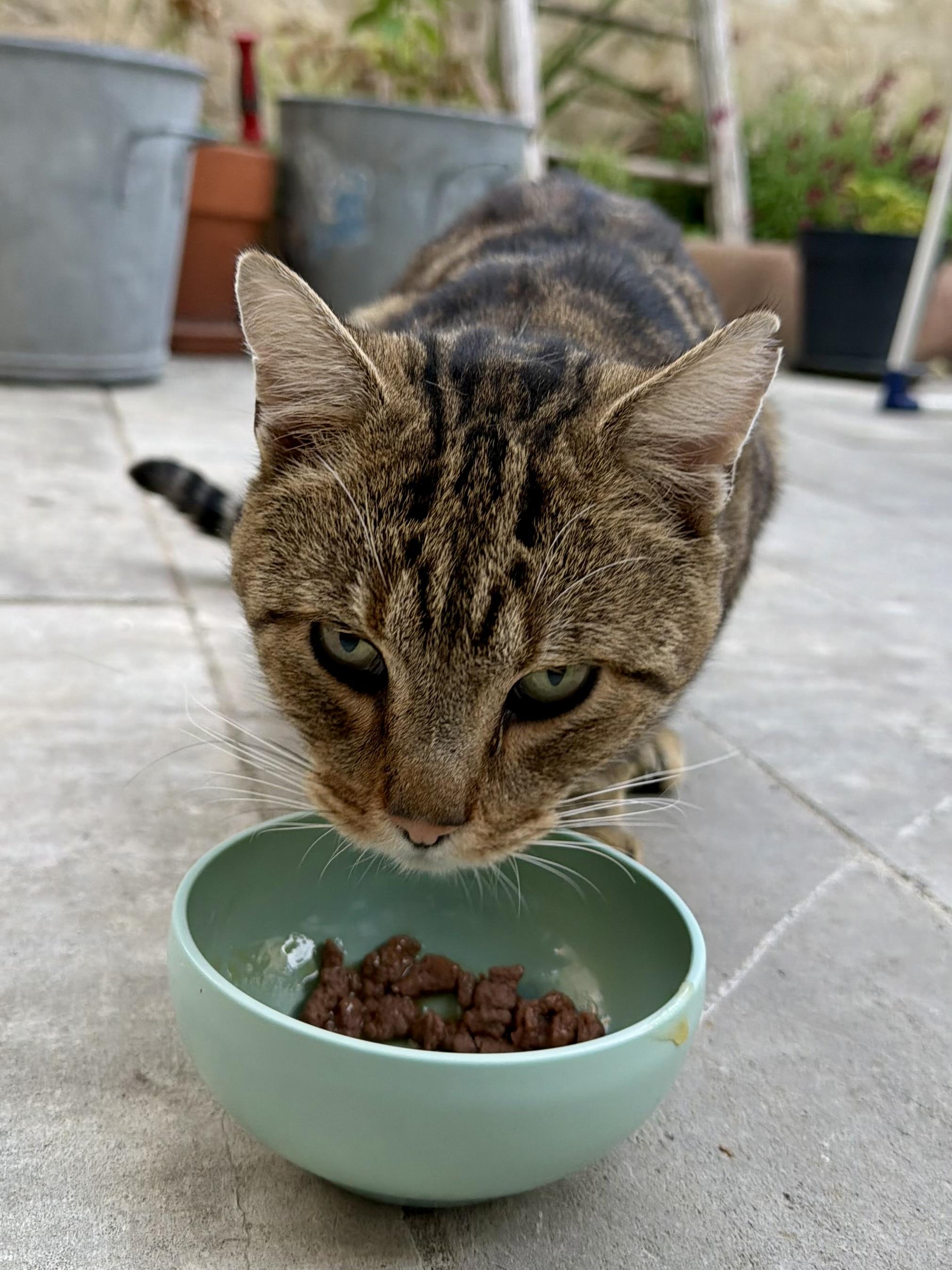 Feeding time is a serious business!