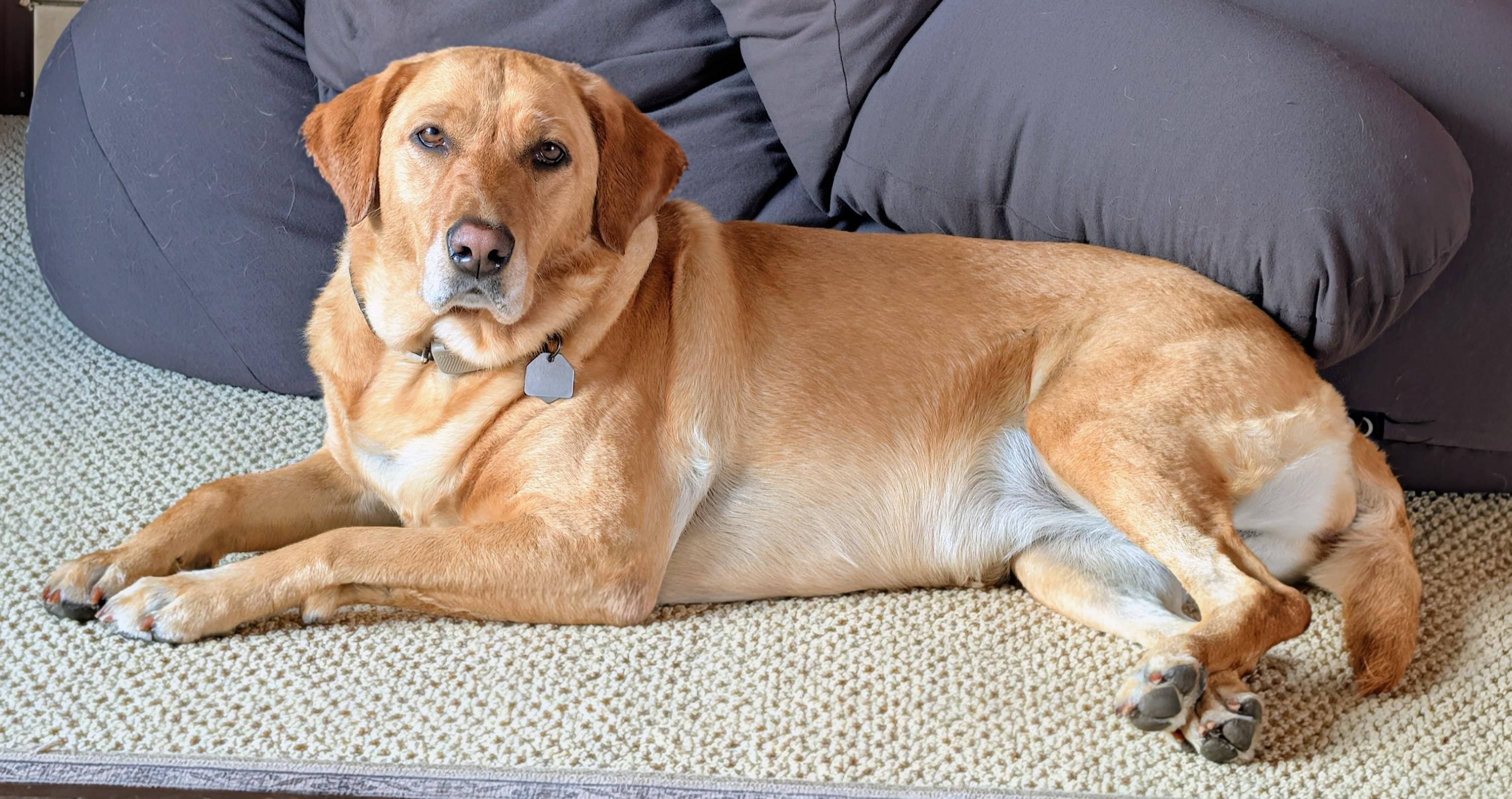 Summer is feeling pampered. Her groomer stopped by to give her the works. Her nails are filed and she smells like a critter that's not a dog who frolicked on t…
