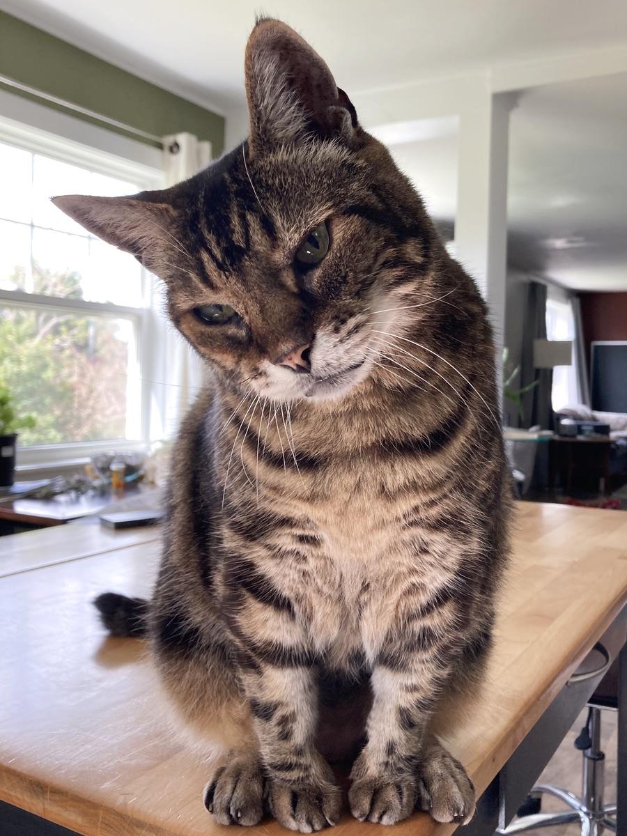 He did the head tilt all the time when he was little. Still adorable.