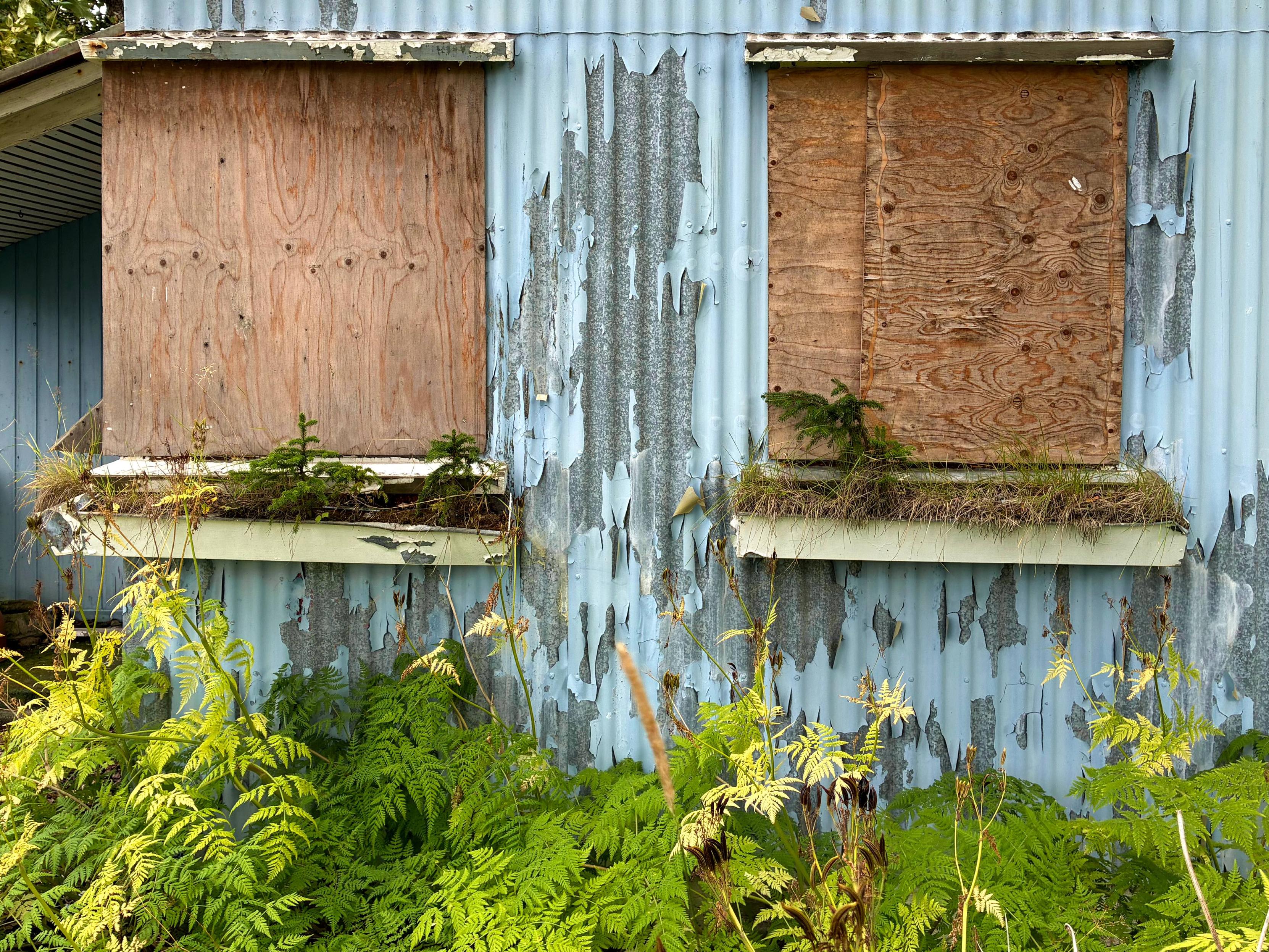 Small pine trees growing in abandoned window boxes.