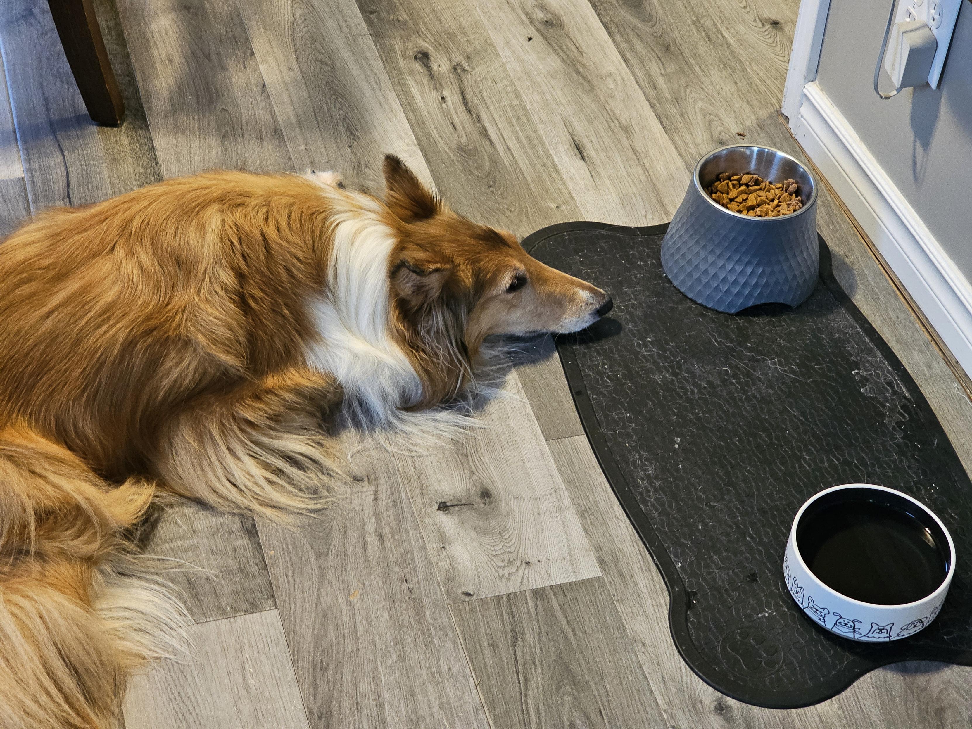 Boomer has picked all the tasty bits out of her kibble and we won't give her any more. She has A Sad.
