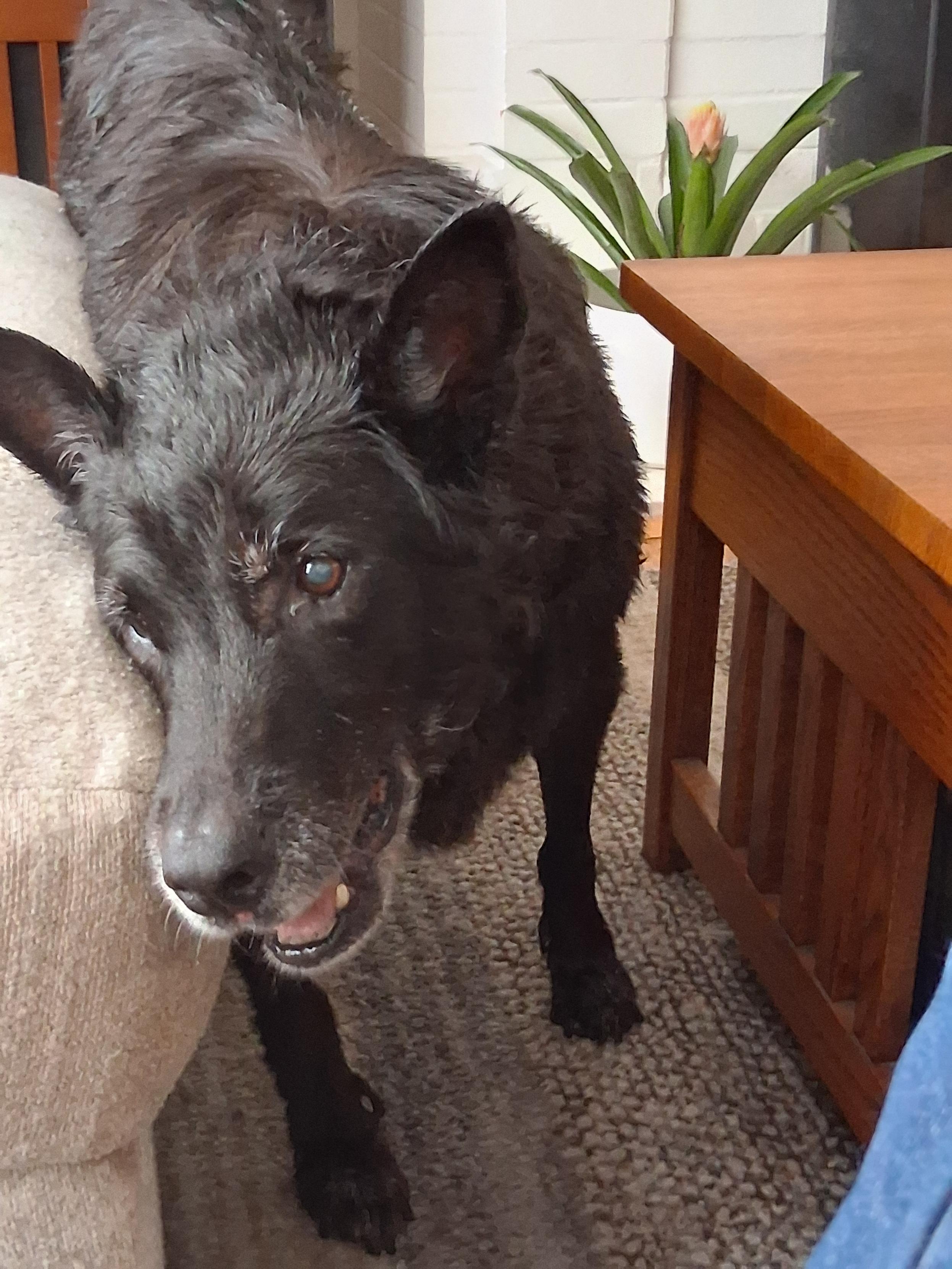 This is Haley! Haley's almost 16 & just had a bath, her least favorite thing! She's a pretty happy doggie, all in all, despite a few health issues... Fun fact:…