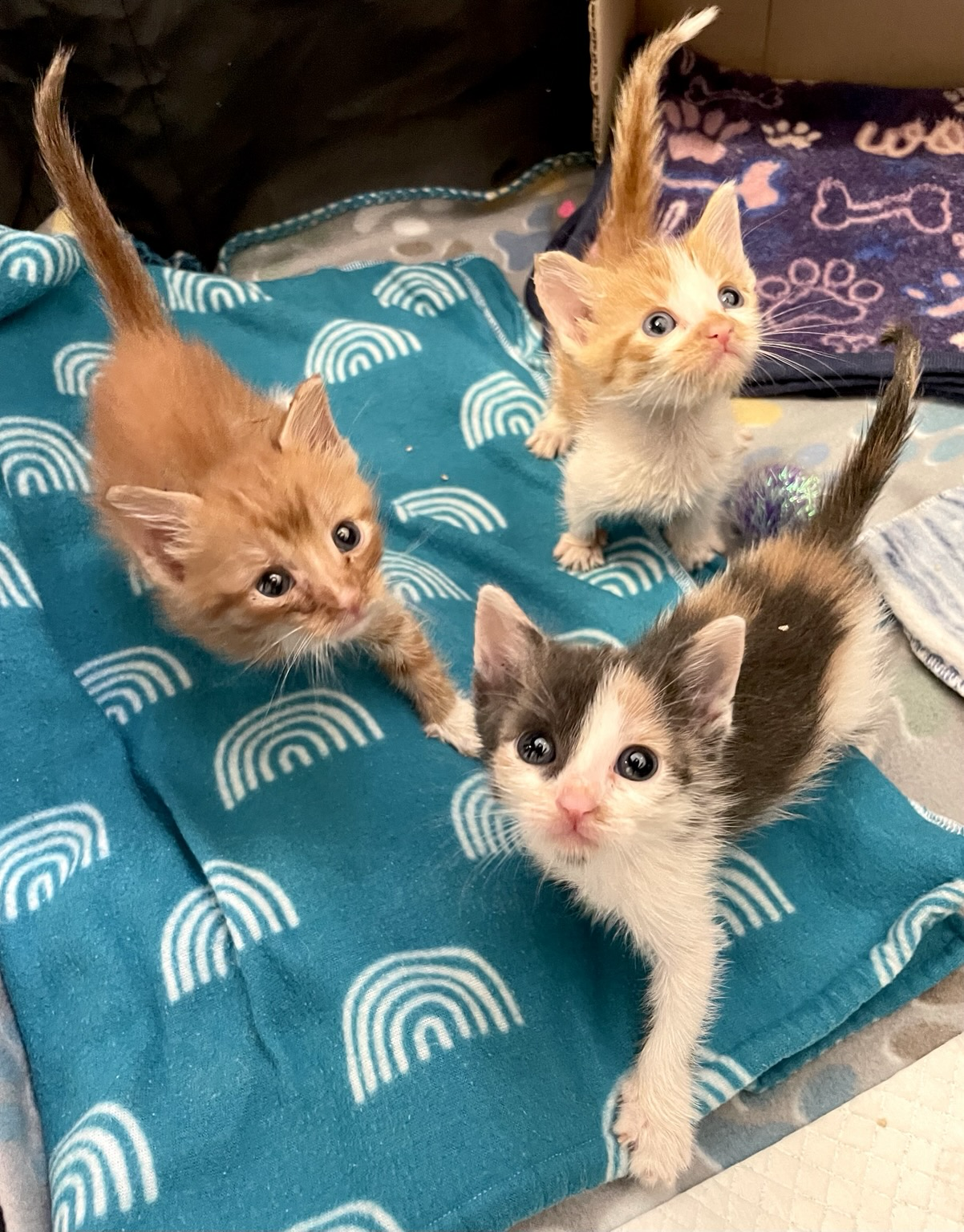 More kittens!! 😻 Cinnamon, Nutmeg, and Clove 🧡