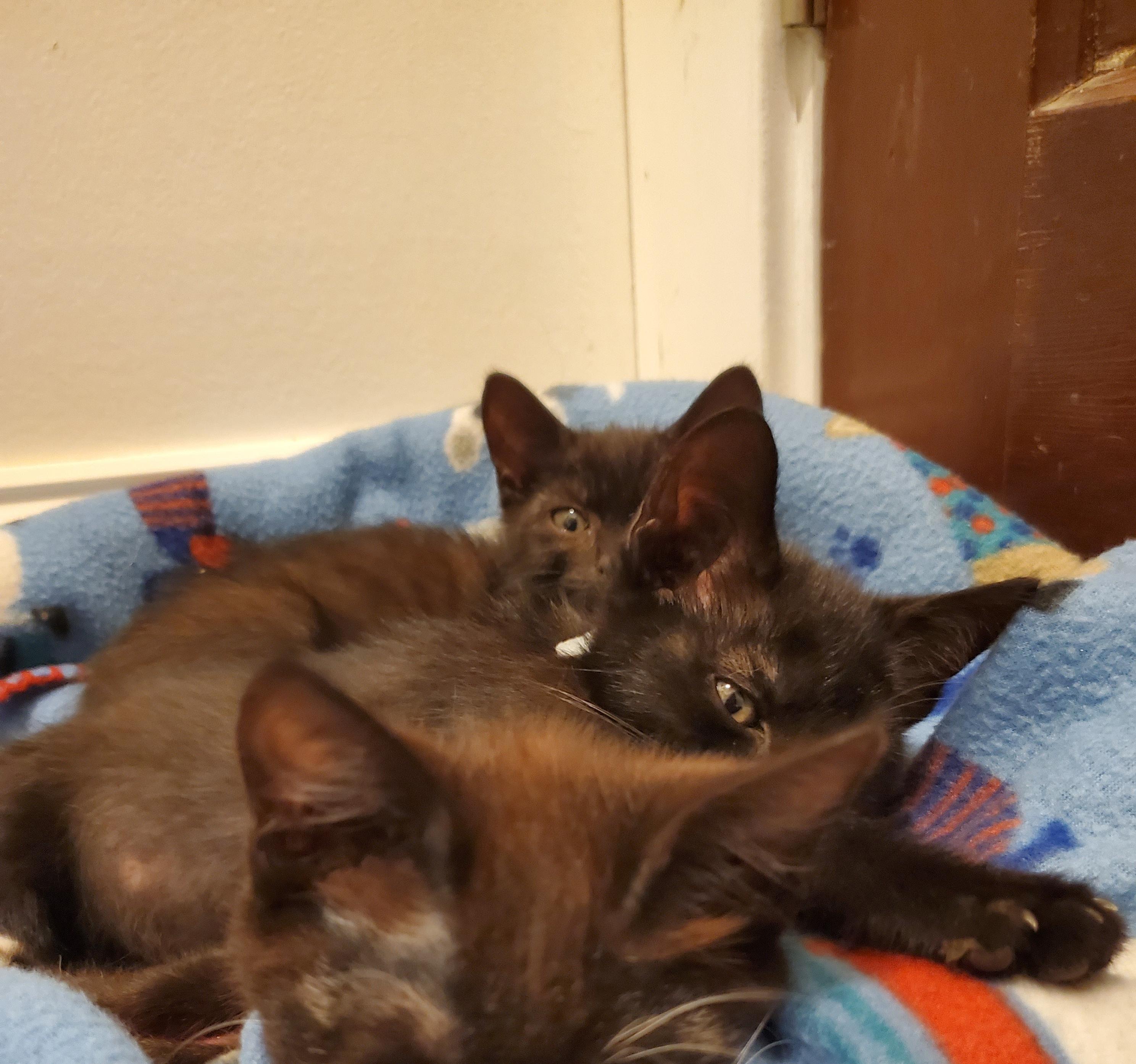 We're fostering 3 kittens over the next couple weeks. They came into the shelter quite underweight so they need some extra time. They are named for Practical M…
