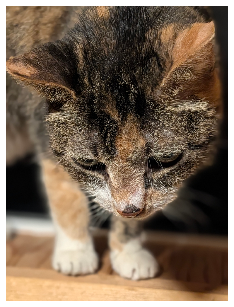 :charlene_cat_head: This morning during the rain, I opened the window and jumped onto the windowsill to investigate. First time in a couple months. ❤️