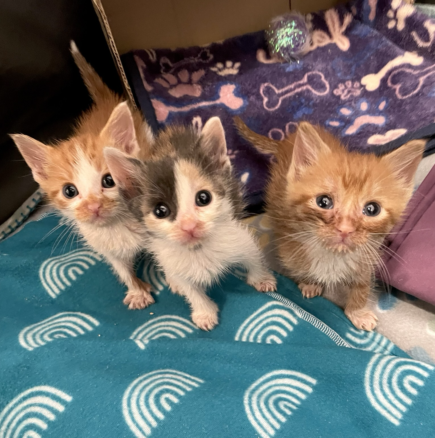 Sooner or later (hopefully sooner!) they’ll figure out their whole faces don’t need to go in the food 😹