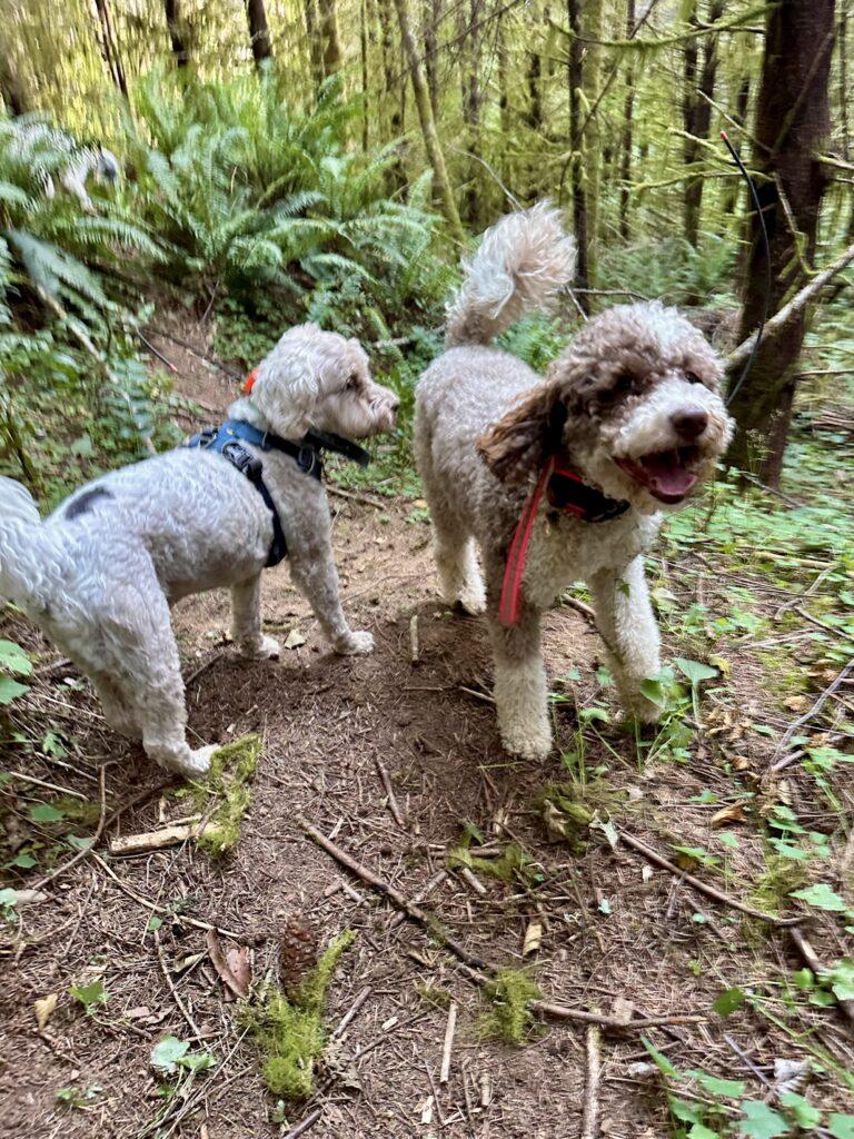 These silly kids had so much fun bouncing around in the woods! .
