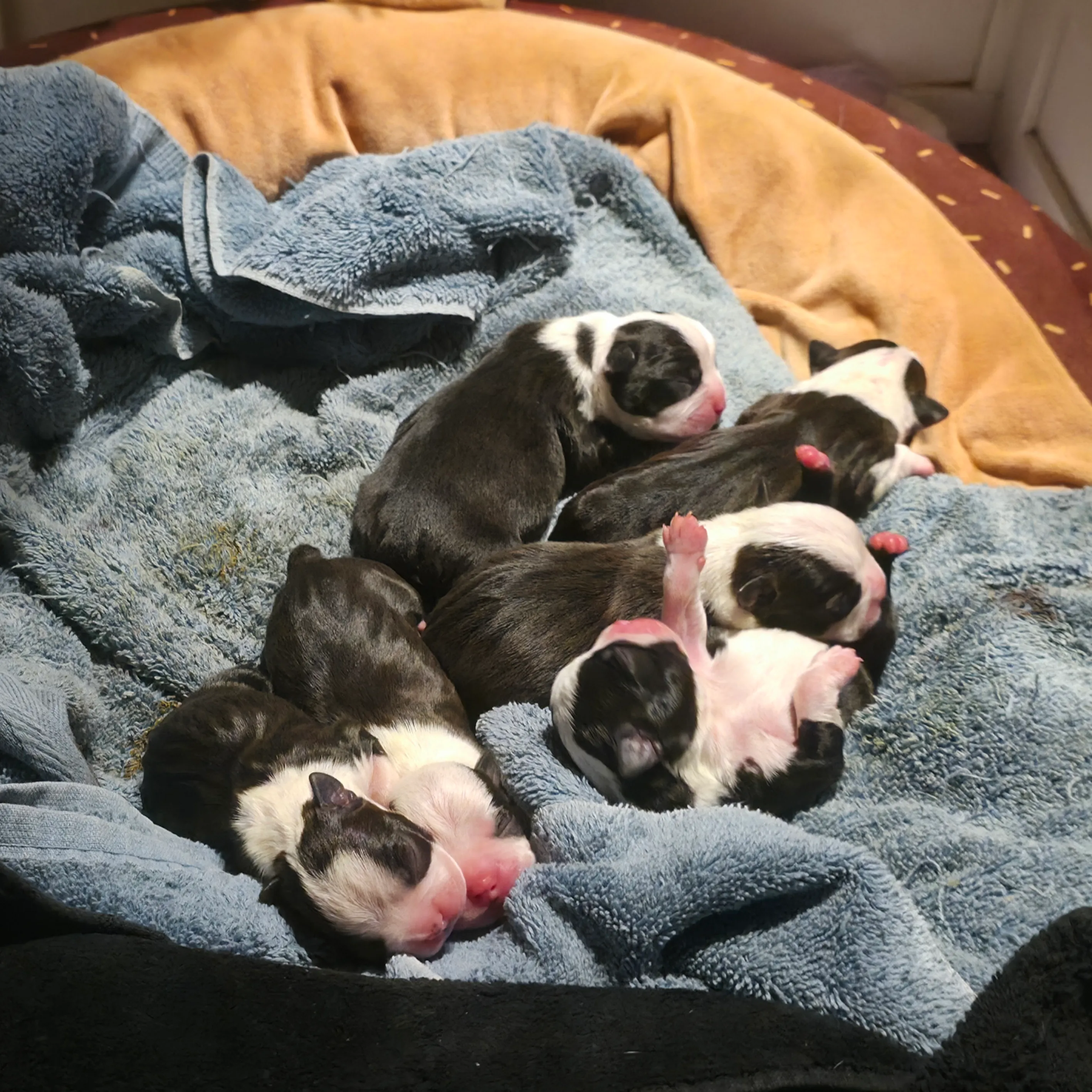 They are so cute.