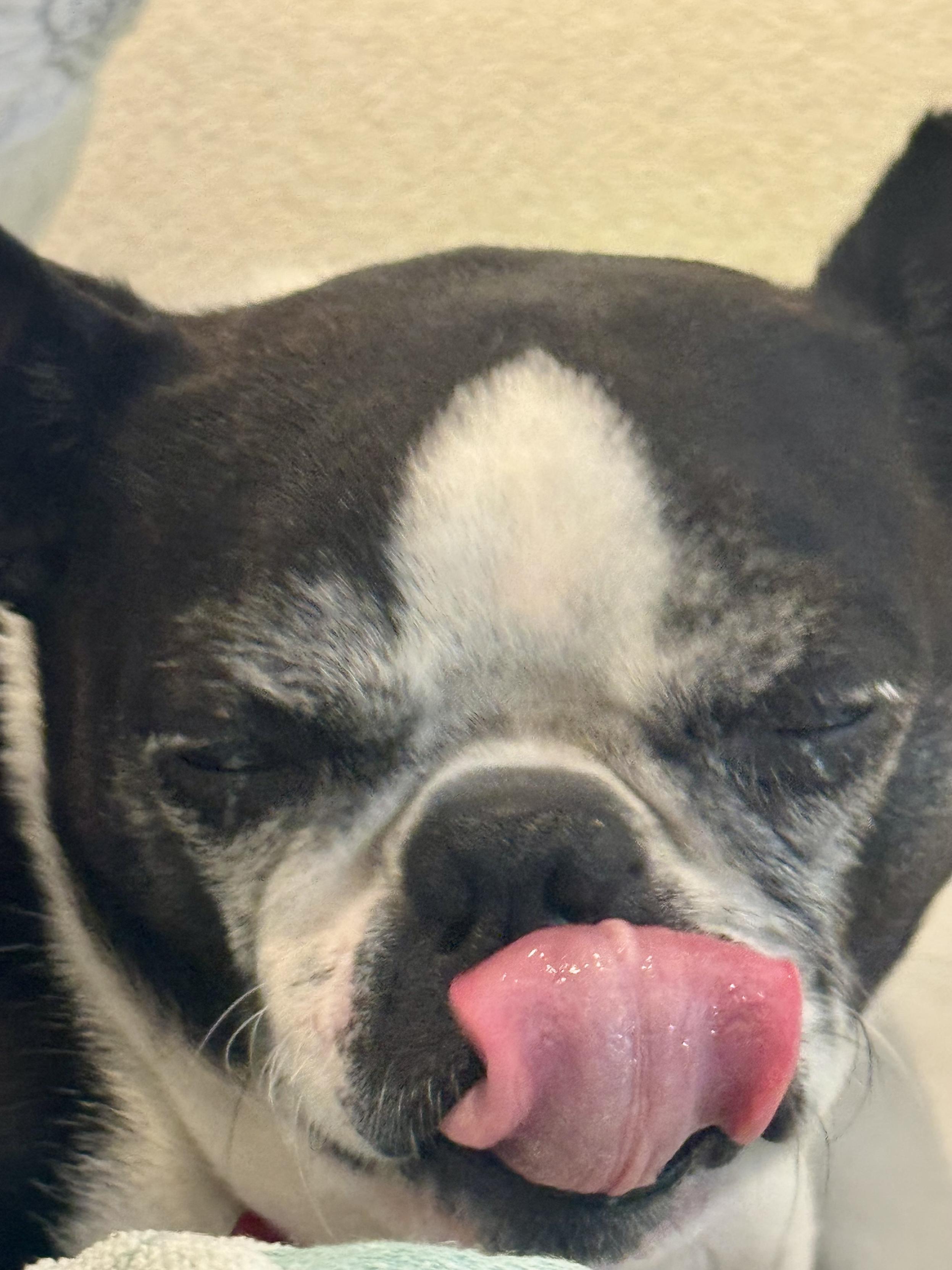 A Boston terrier with his pink tongue licking his nose