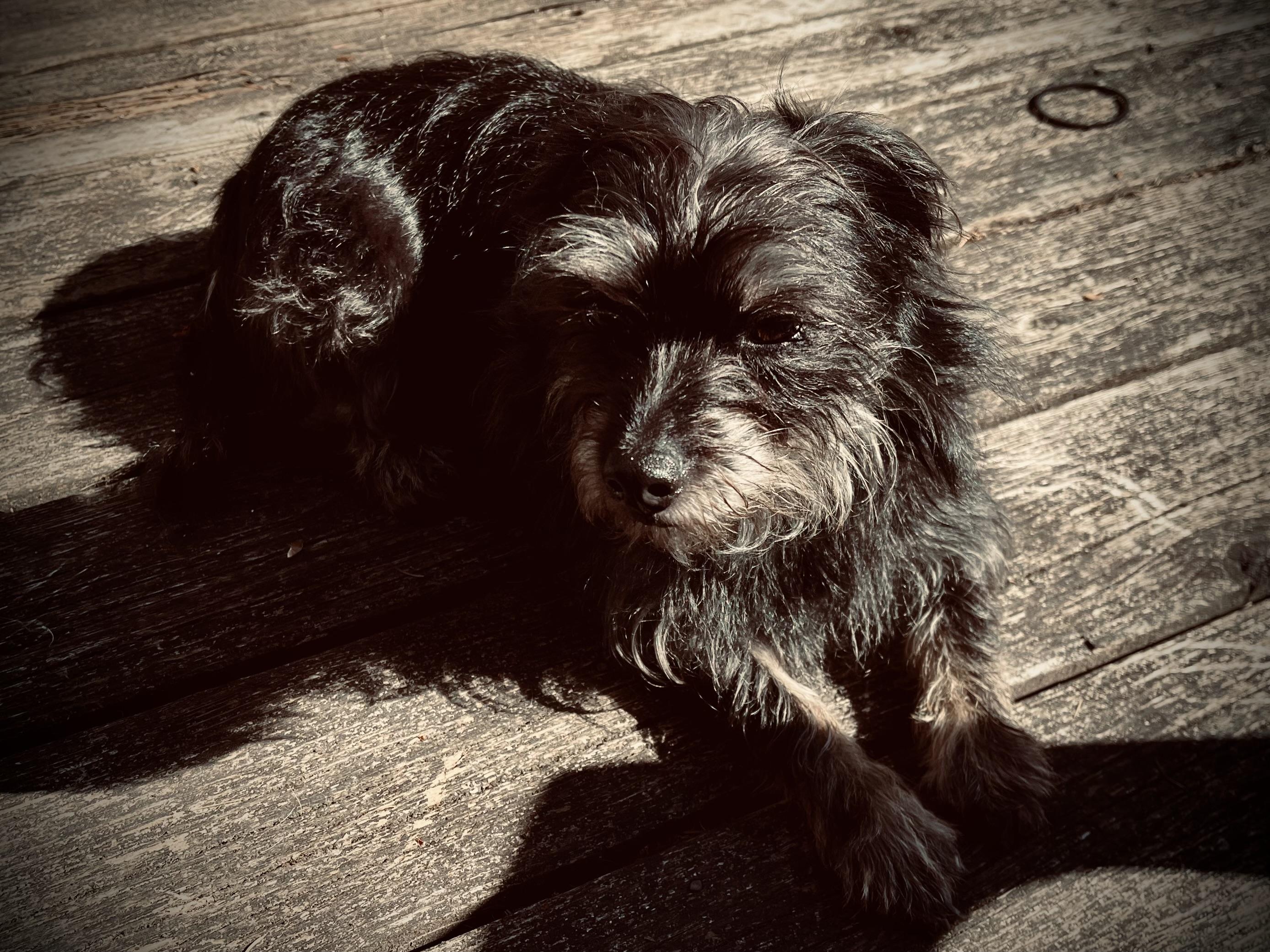 Lola, enjoying a little sun.