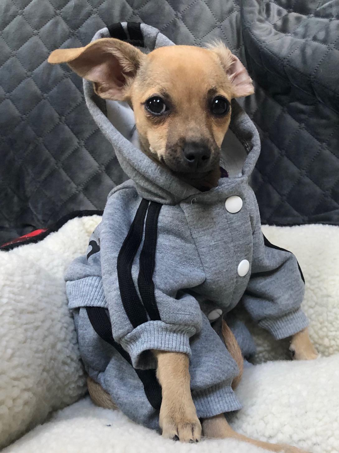 Beanie, 2 December, 2021